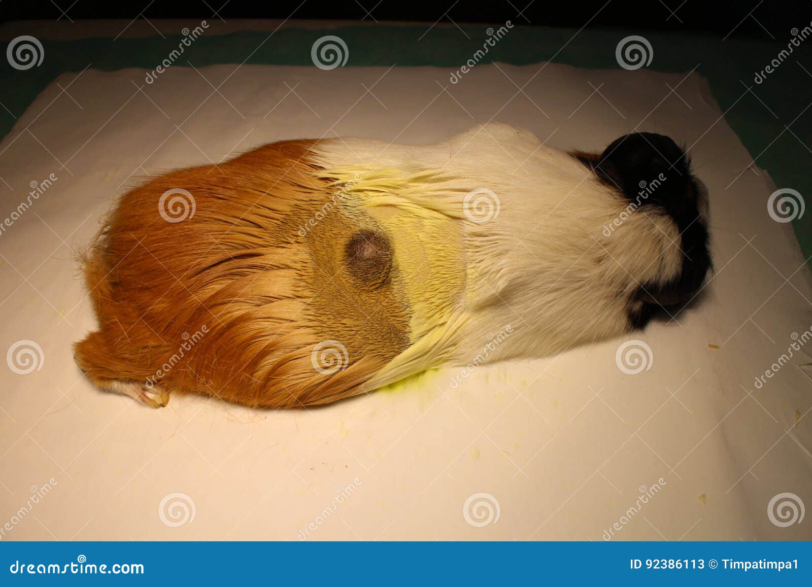 Tumor on guinea pig stock image. Image of operating, illness 92386113