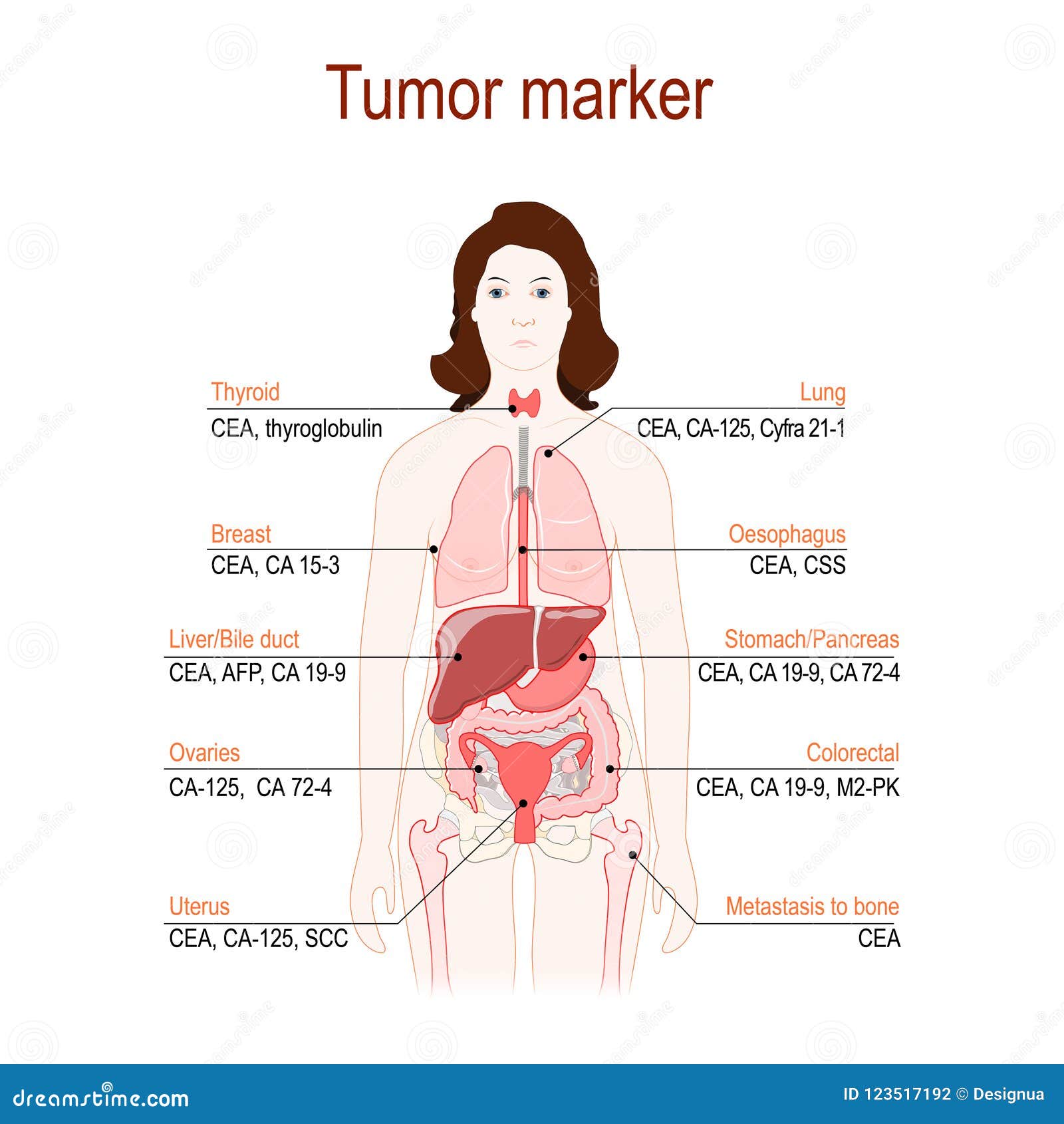 tumor marker or biomarker. silhouette of a woman with internal o