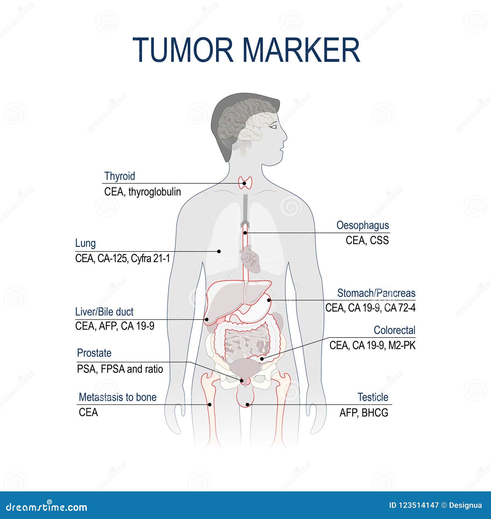 tumor marker or biomarker.