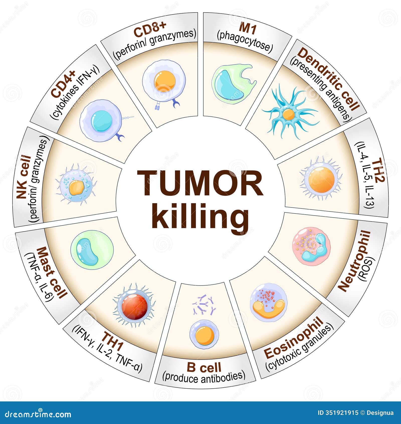 Nk Cell Stock Illustrations – 24 Nk Cell Stock Illustrations, Vectors & Clipart - Dreamstime Nk Cell Stock Illustrations – 24 Nk Cell Stock Illustrations, Vectors & Clipart - Dreamstime