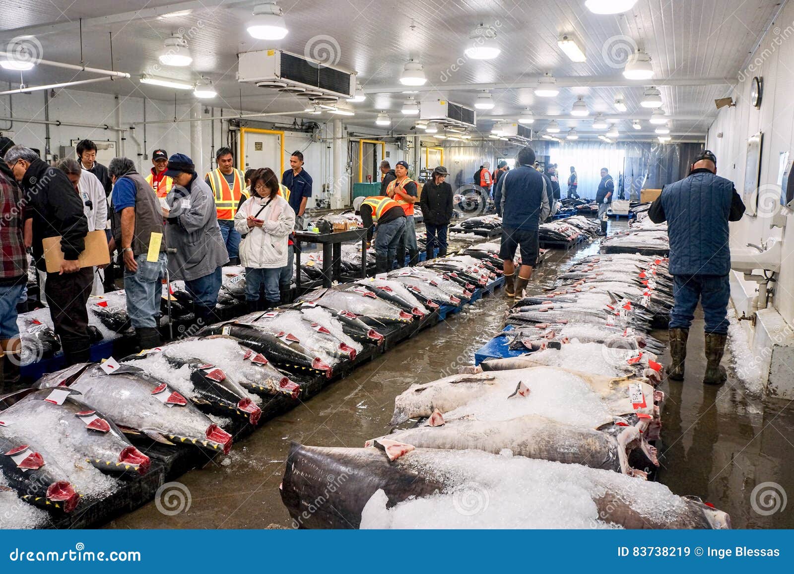 Tuna Fish Being Auctioned at Market. Editorial Stock Image Image of