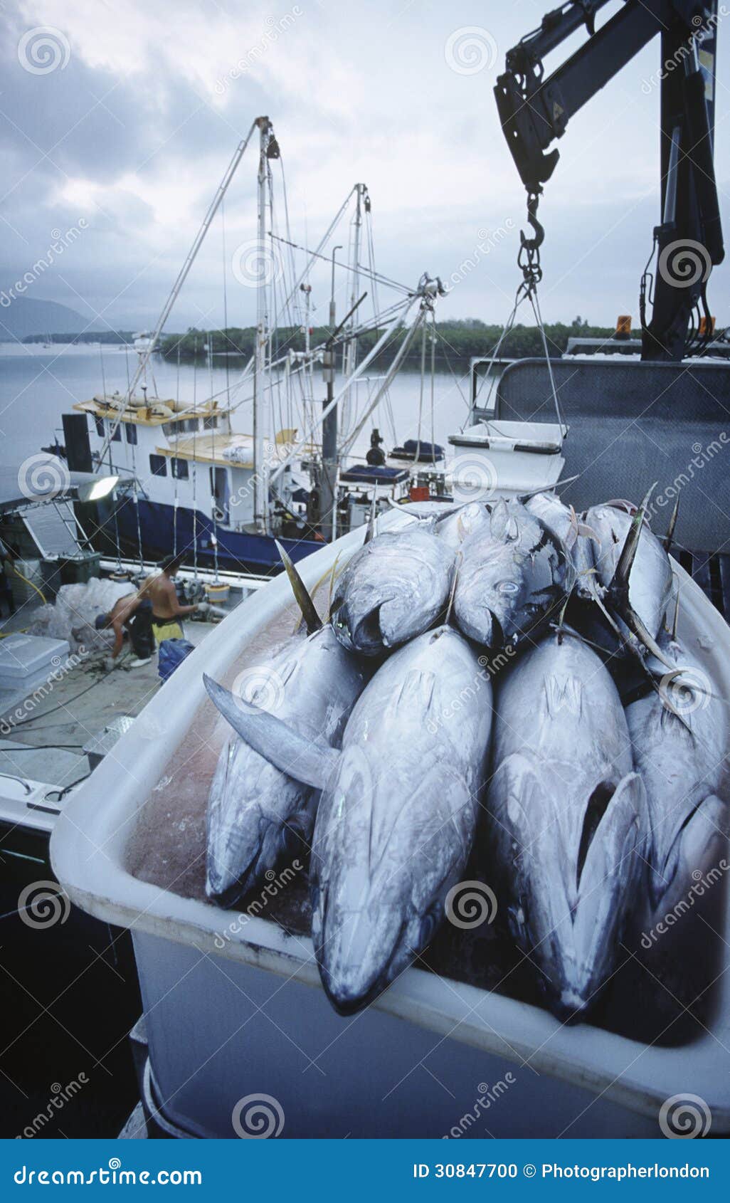 Tuna Fish In Container On Fishing Boat Dawn Cairns 