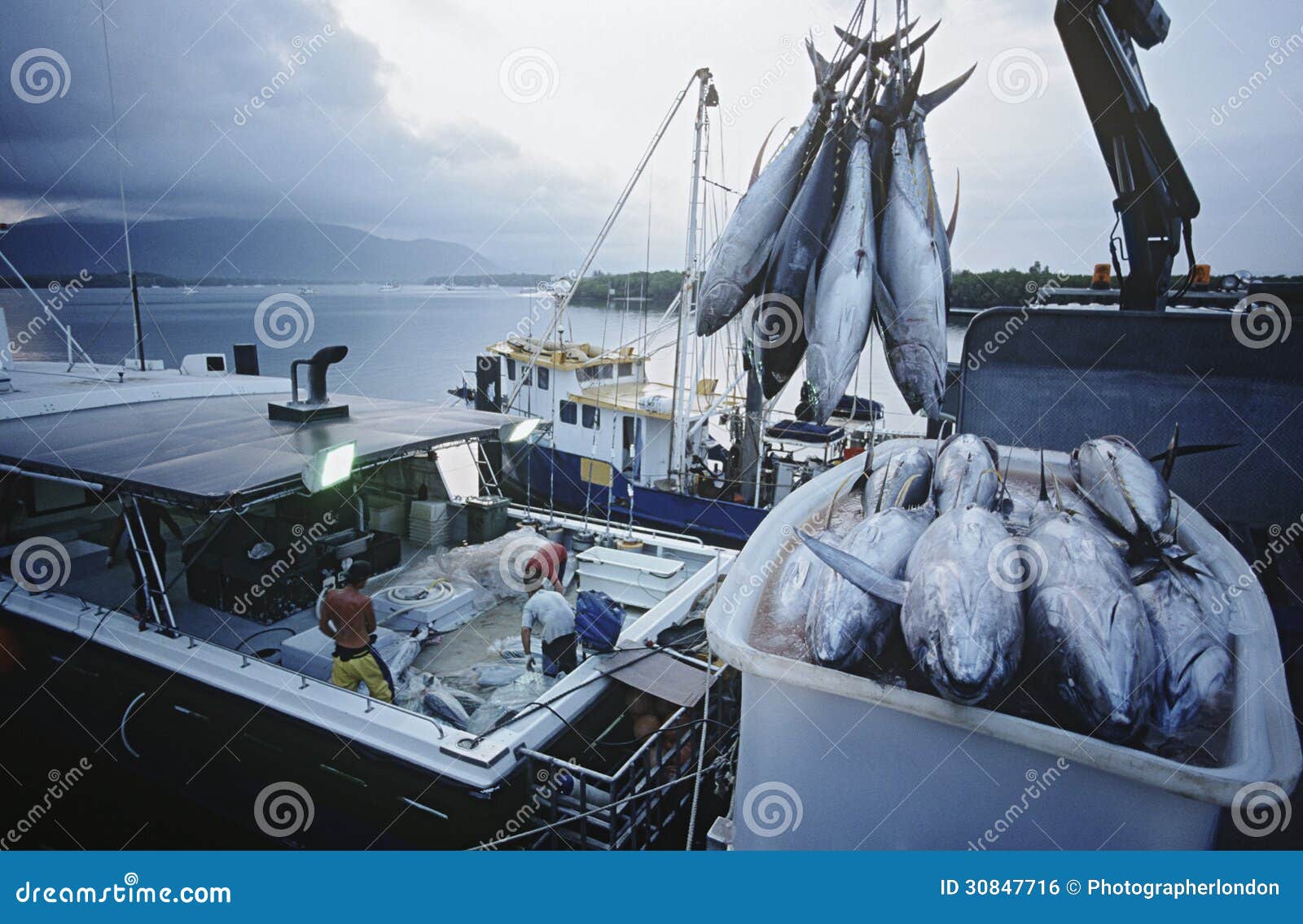 tuna fish in container on fishing boat dawn cairns