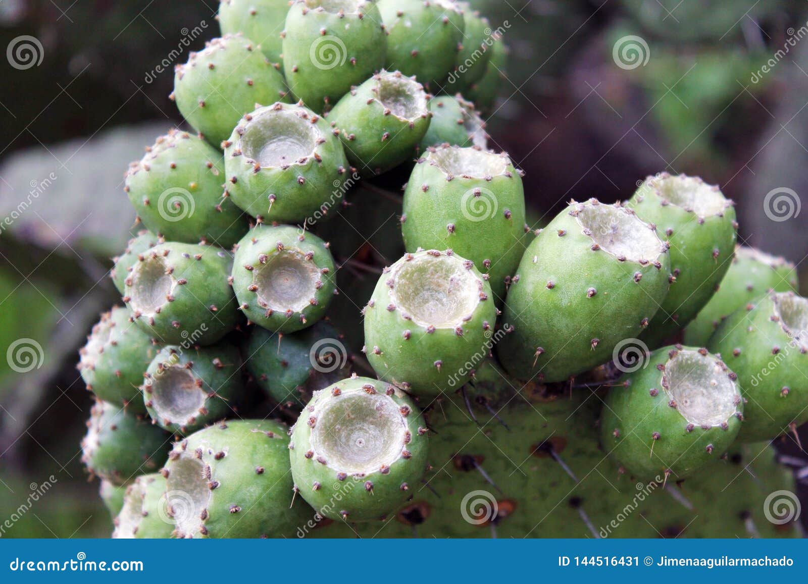 Tuna fruit in the nopal stock image. Image of spain 144516431
