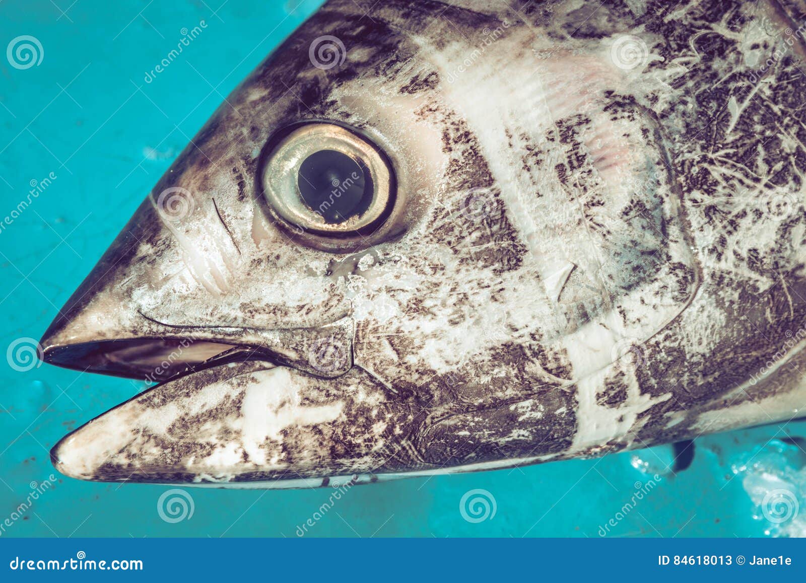 Tuna head at fishmarket stock image. Image of nature 84618013