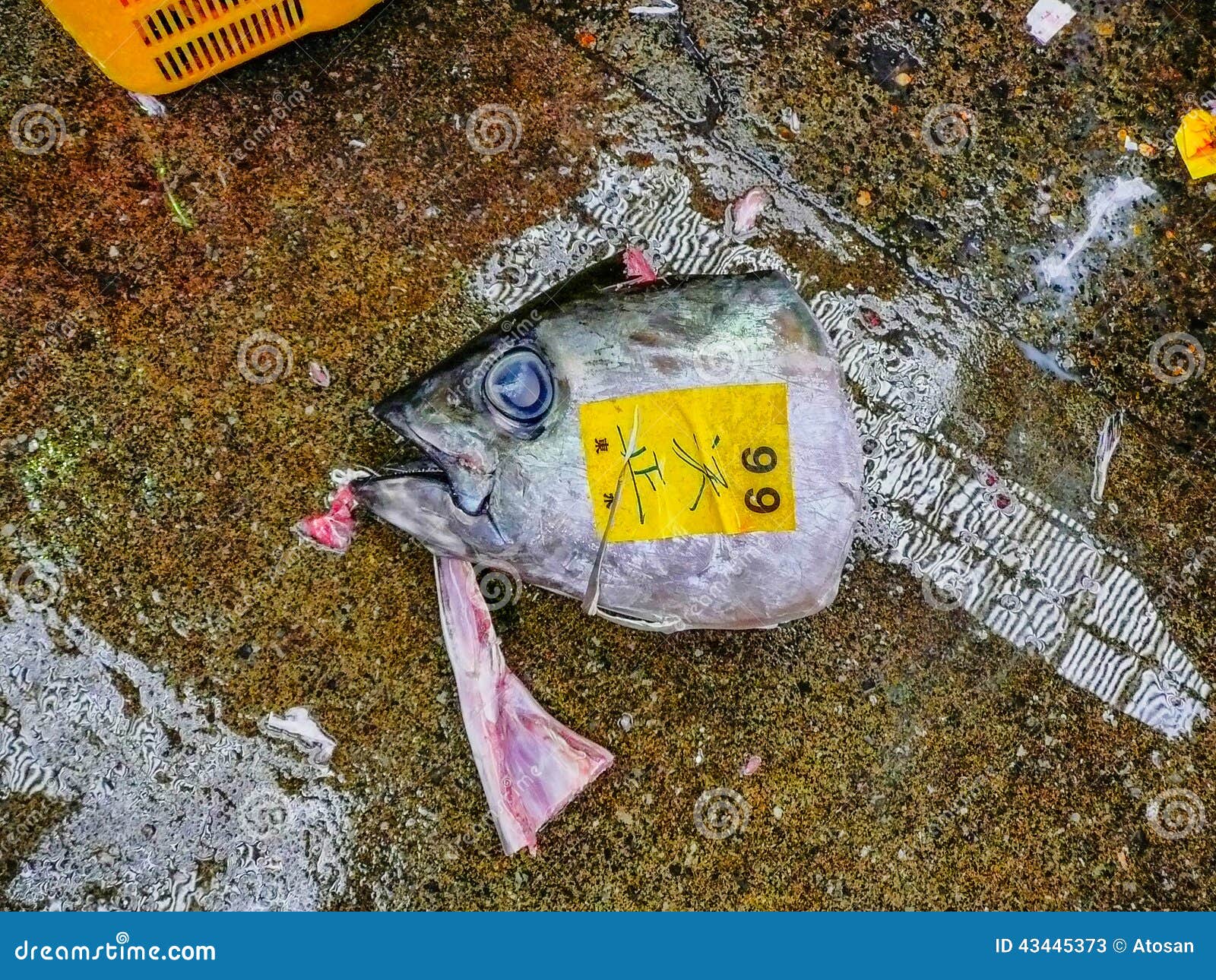 Tuna Head stock image. Image of prefecture, tuna, blood 43445373