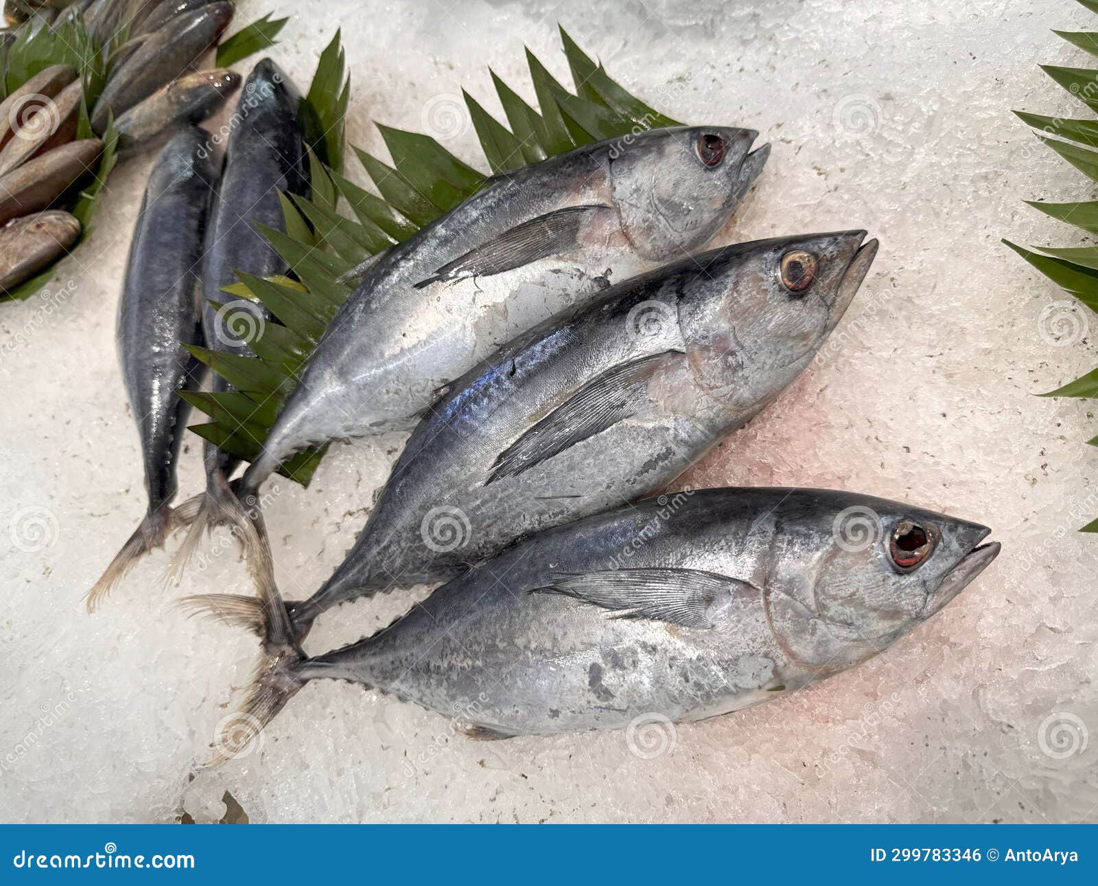 tuna mackerel fish fresh in the ice, local produce fish, japanese katsuo fish, or bonito tuna or cakalang or tongkol