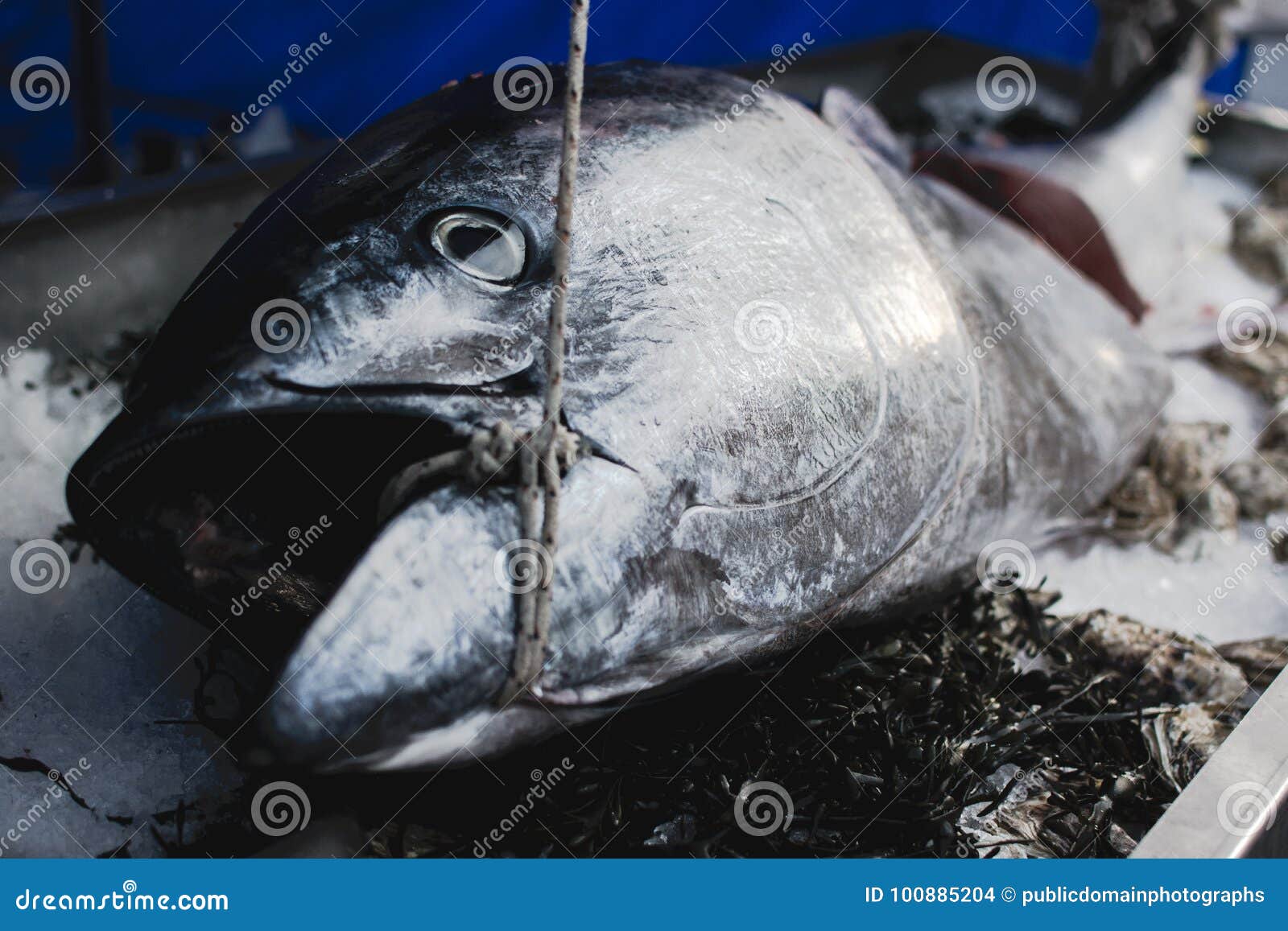 Tuna At A Market Picture. Image 100885204
