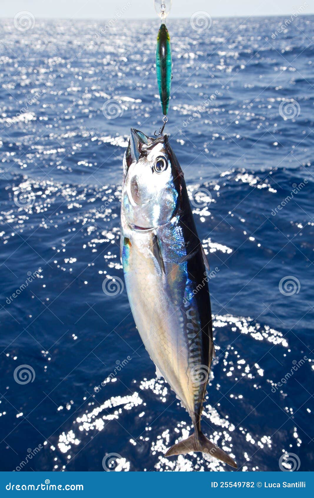 8,634 Tuna Fishing Sea Stock Photos - Free & Royalty-Free Stock Photos from  Dreamstime