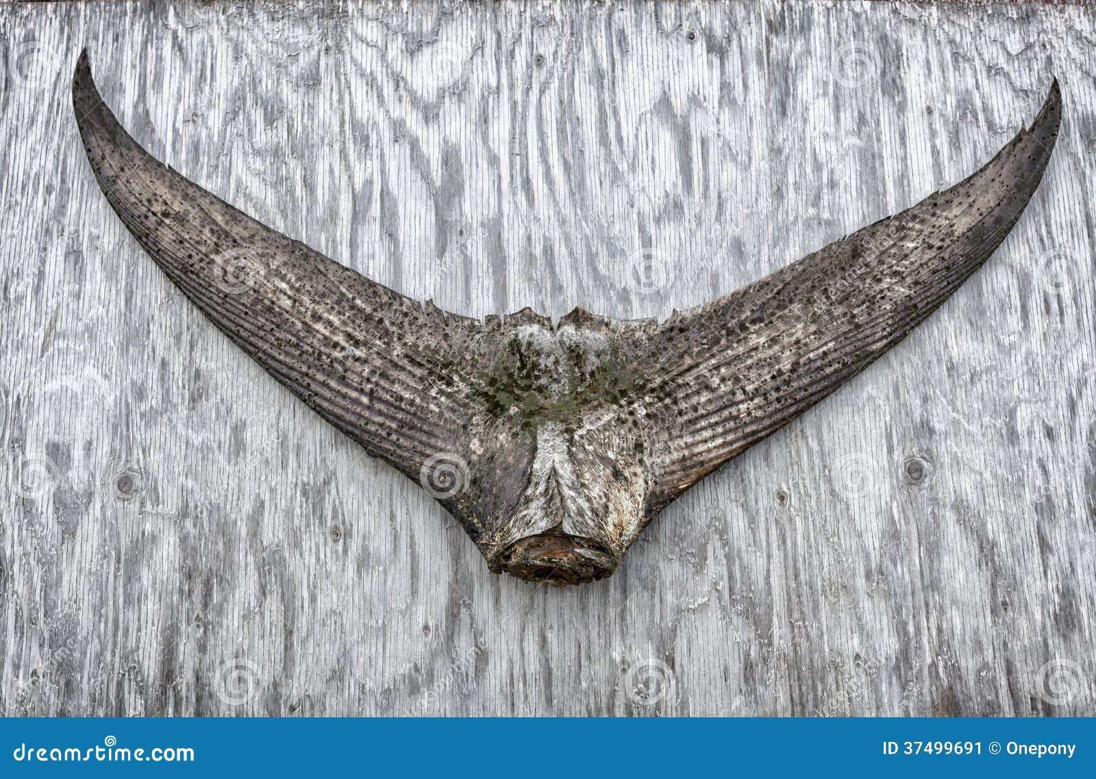 Tuna Tail Stock Image Image 37499691