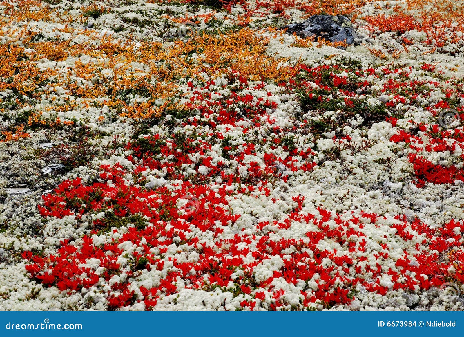 tundra autumn field