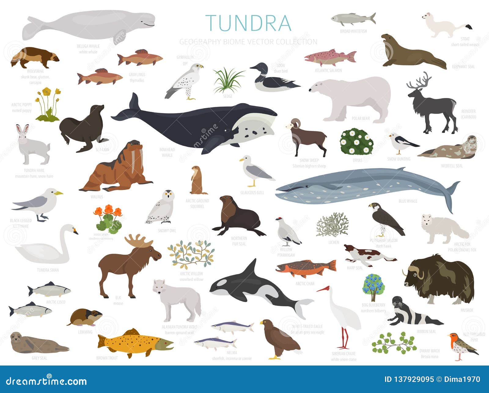 Tundra Biome. Terrestrial Ecosystem World Map Stock Vector - Illustration  of atlantic, design: 137929095