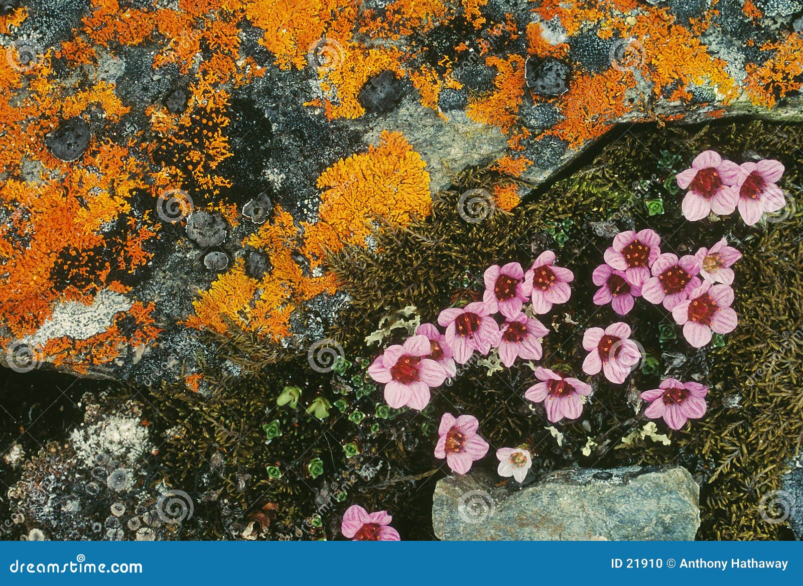 tundra flowers