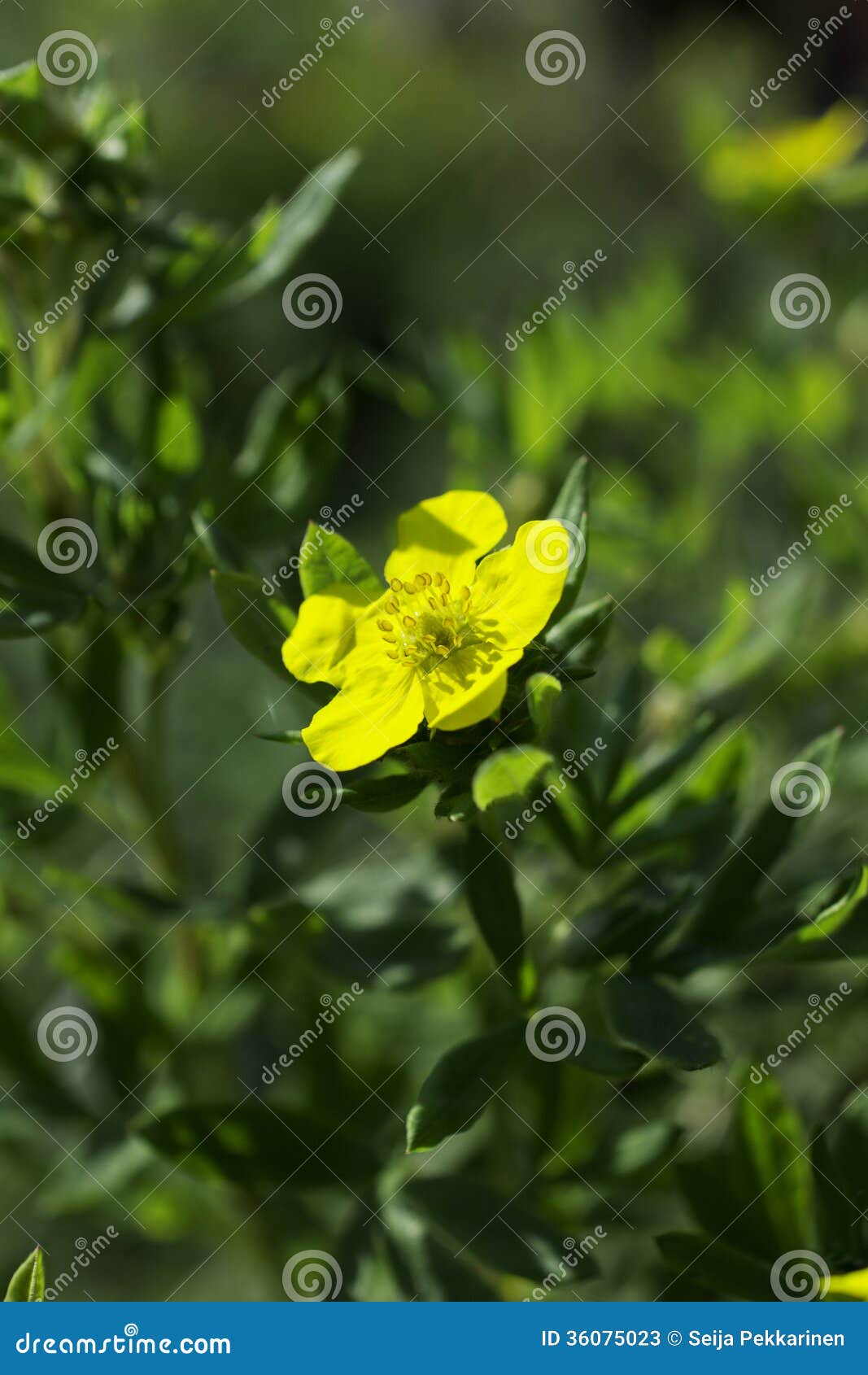 Tundra rose stock image. Image of tundra, arctic, ornamental 36075023