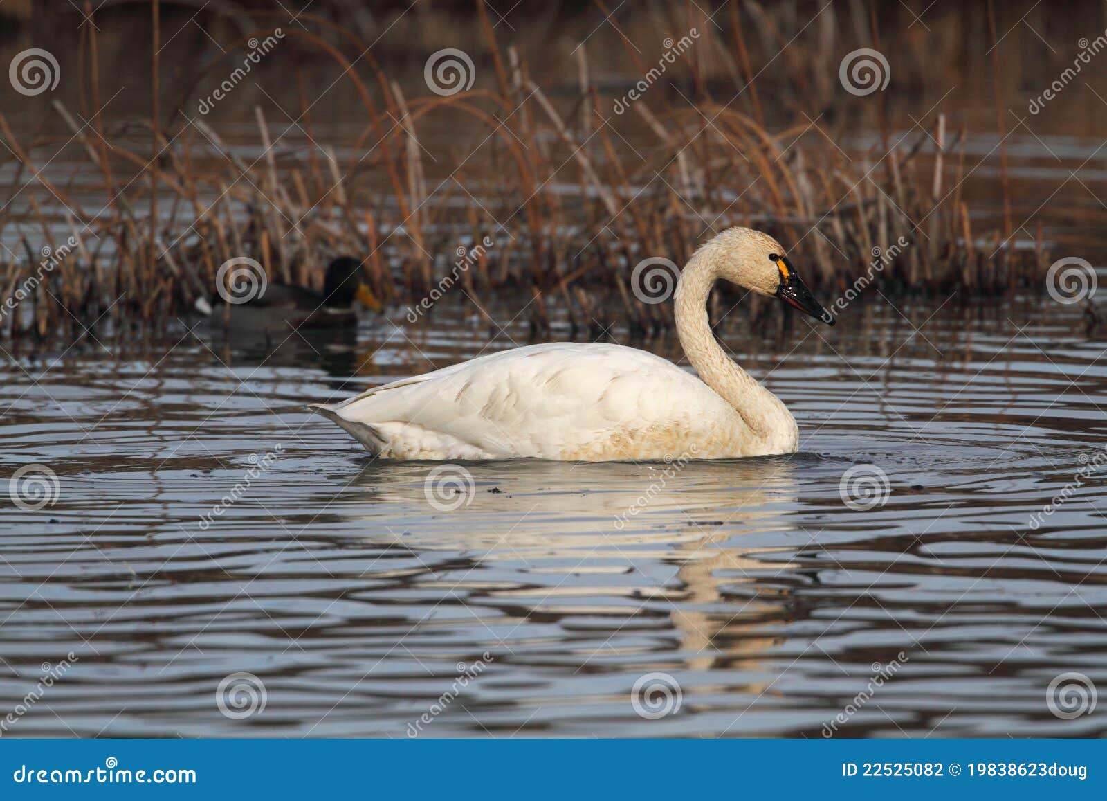 tundra swan