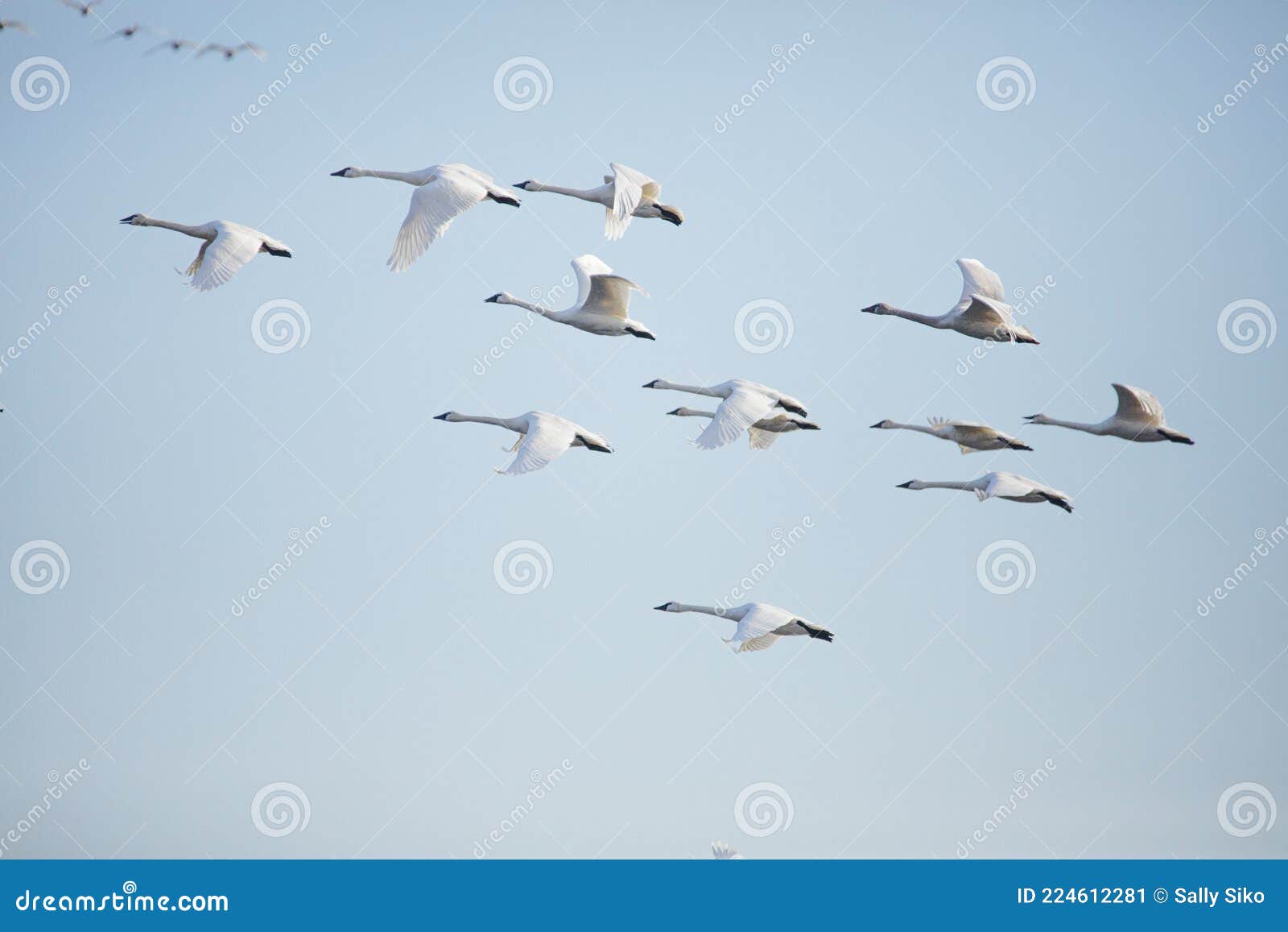 tundra swan migration pungo unit pocosin lakes nwr