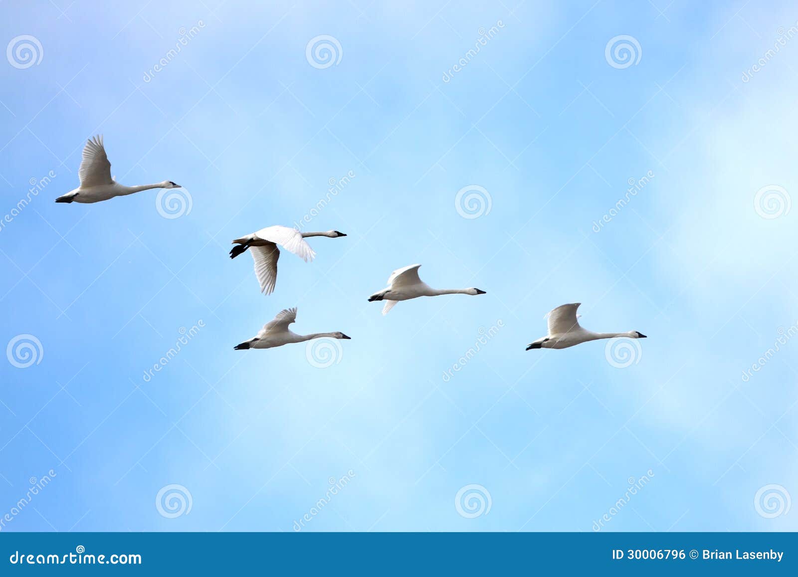 tundra swans (cygnus columbianus) migrating in spring