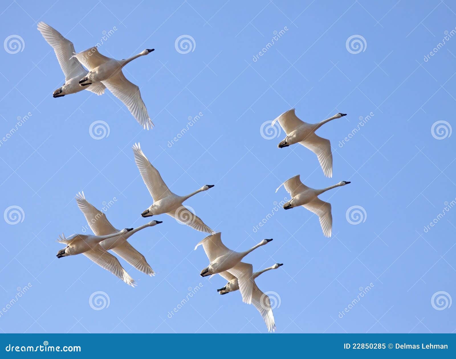 tundra swans in flight