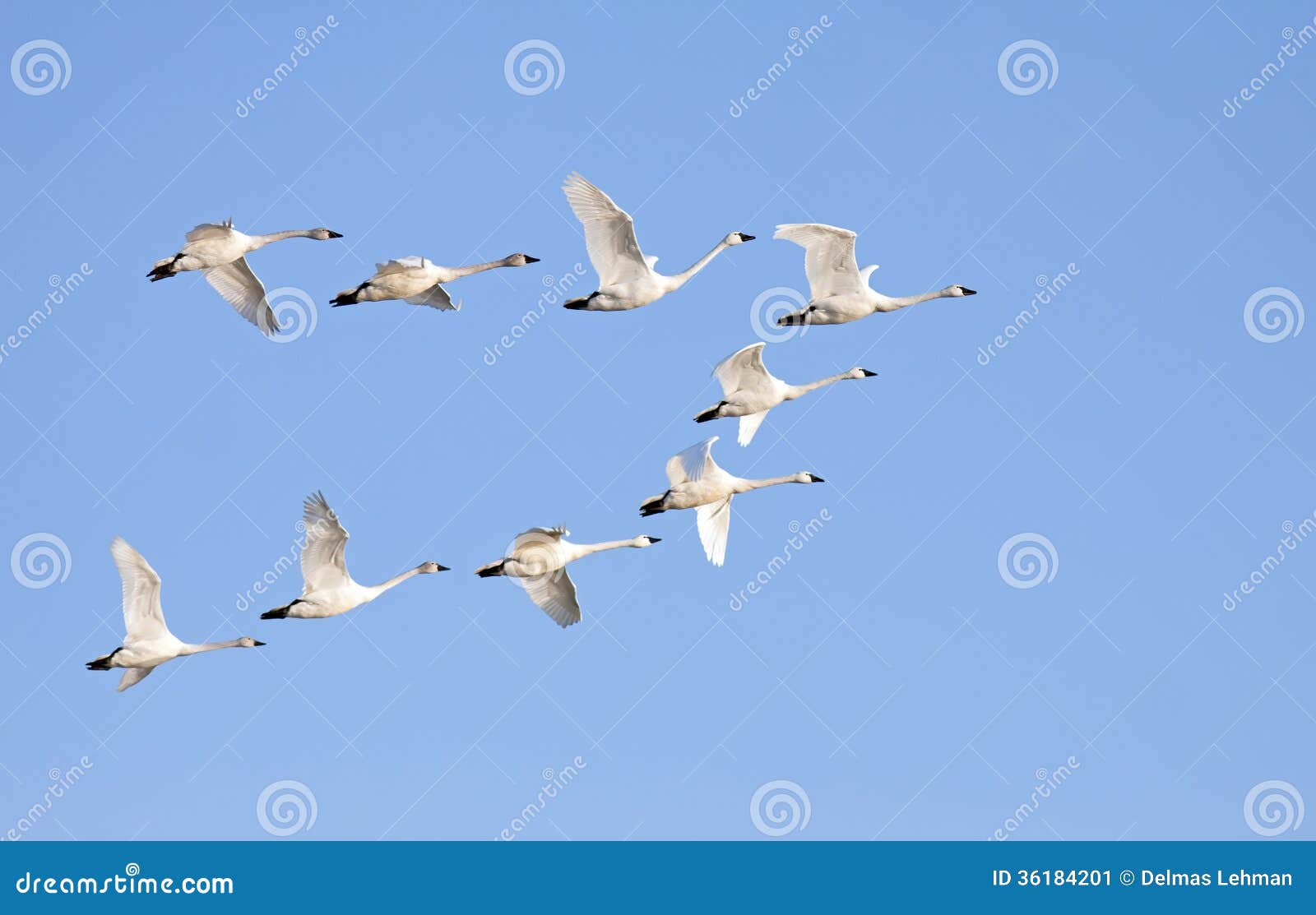 tundra swans in flight