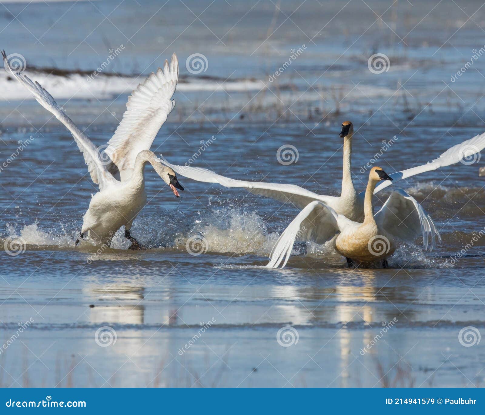 tundra swans leaping onto the ice