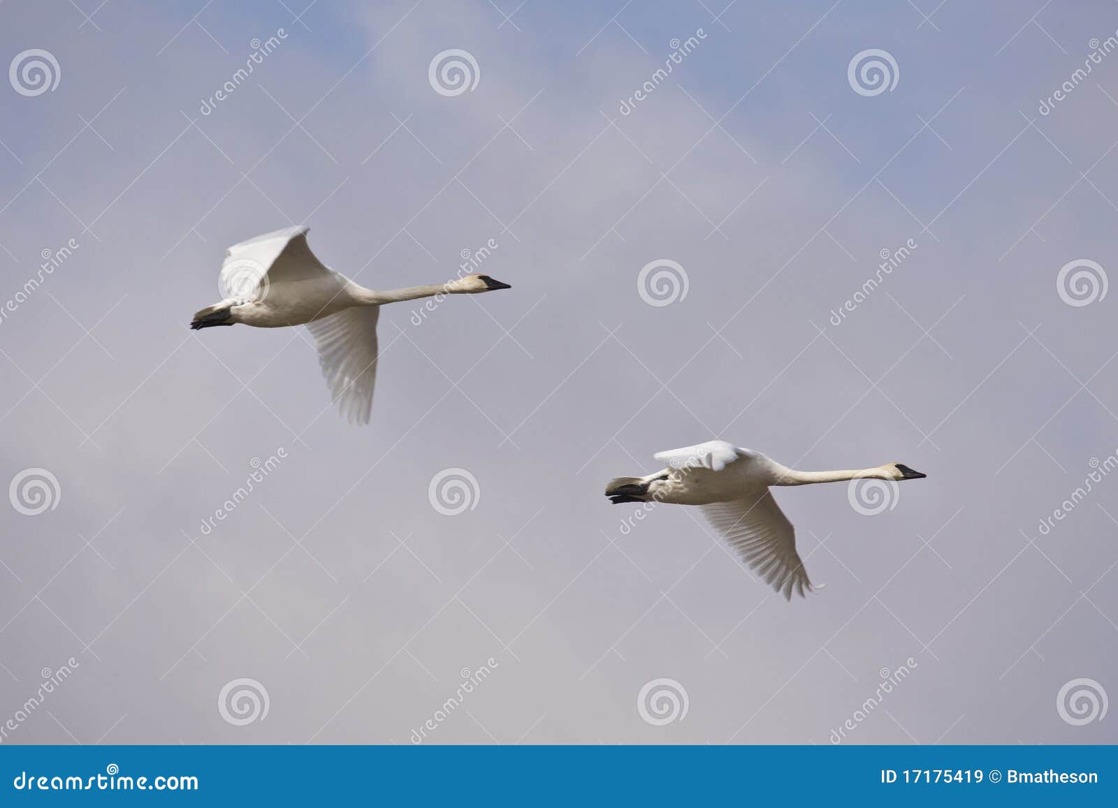 tundra swans in migration