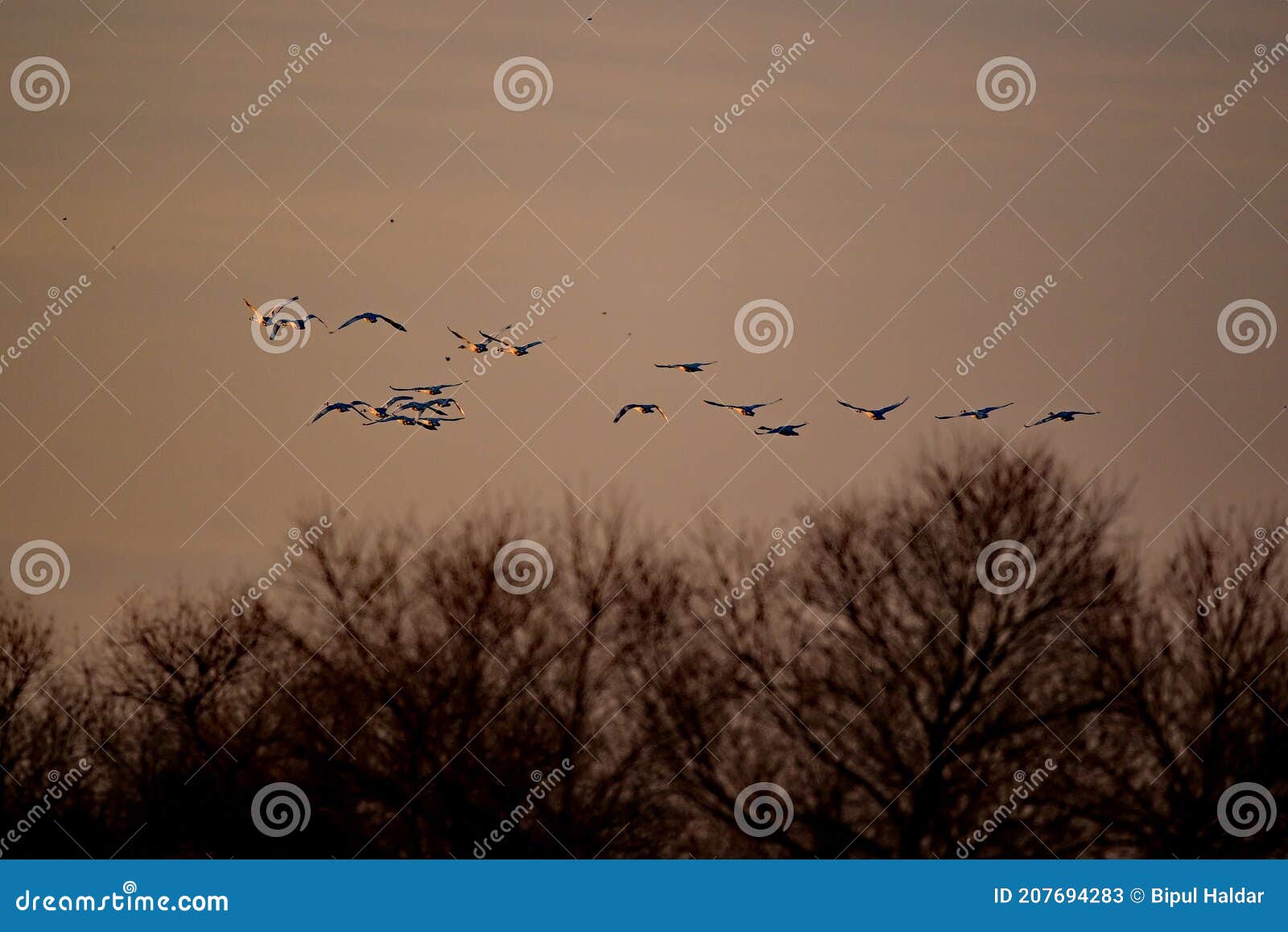 tundra swans - san luis nwr, los banos