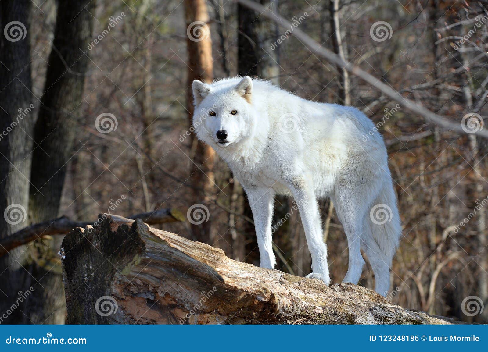 tundra wolf in the wild