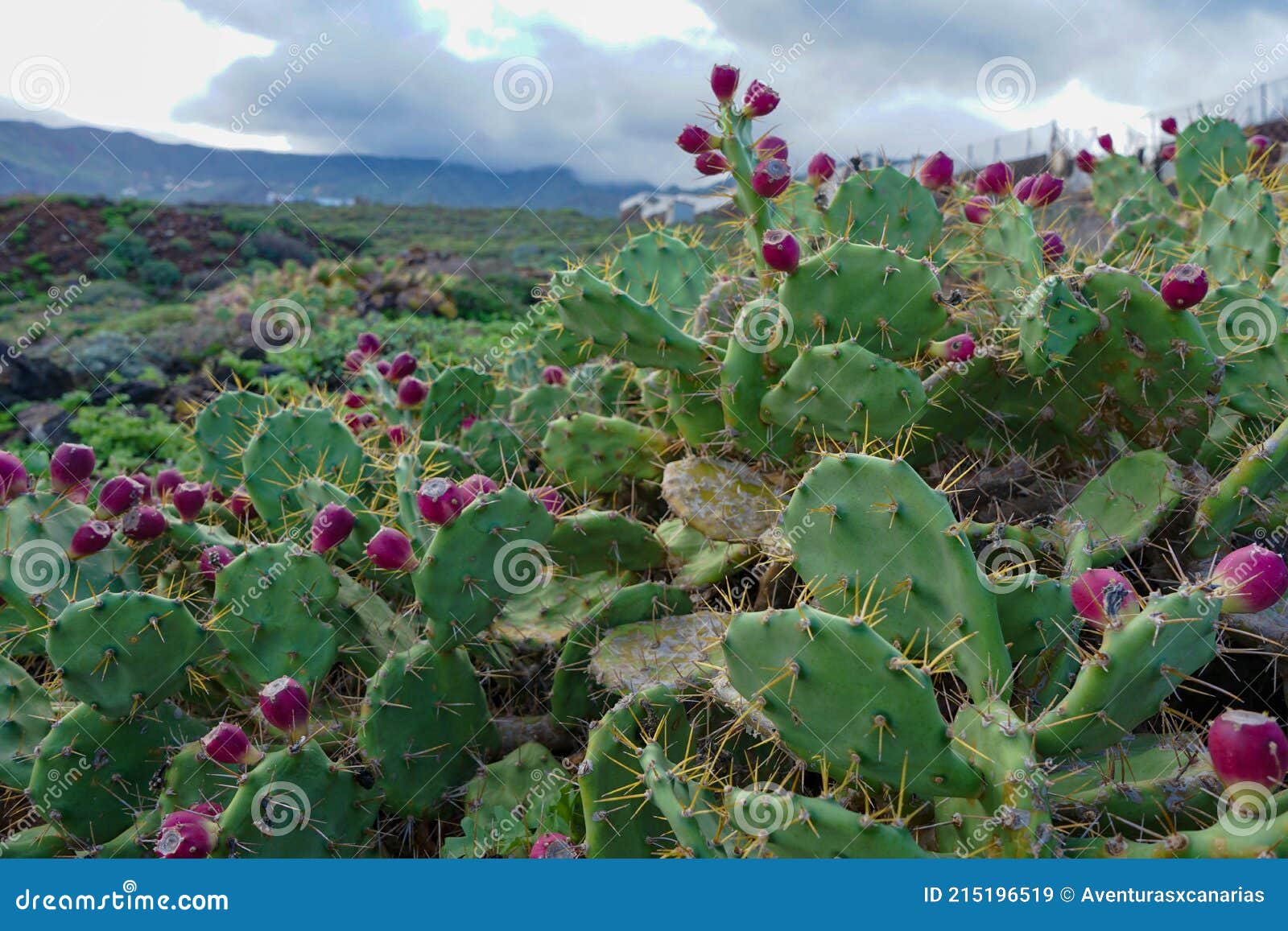 tunera de tuno indio, a very typical cactus of the canary islands