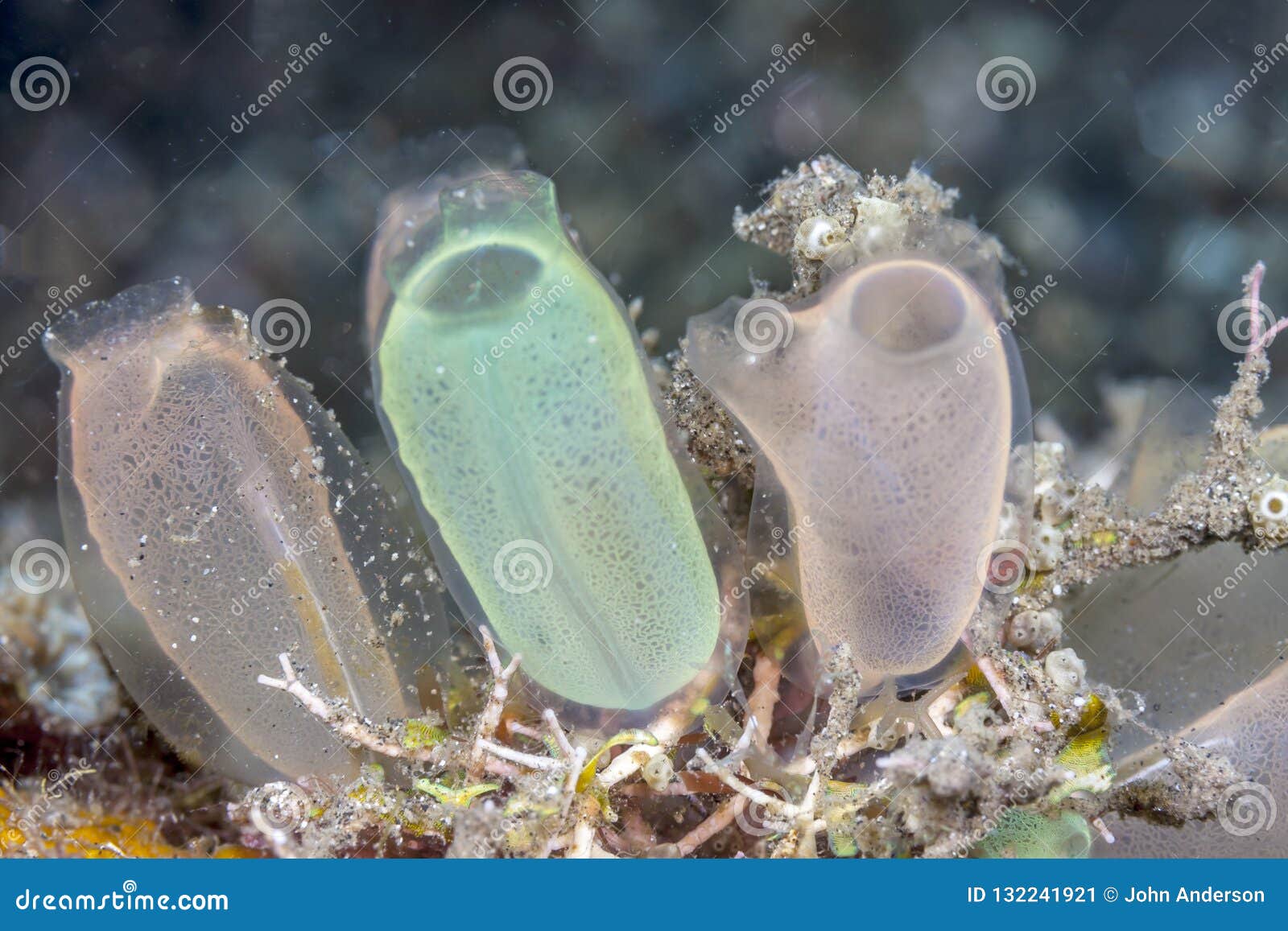 Tunicado subaquático fora da costa de Bali. O tunicado é um animal marinho do invertebrado, um membro do subfilo Tunicata, que é parte do Chordata