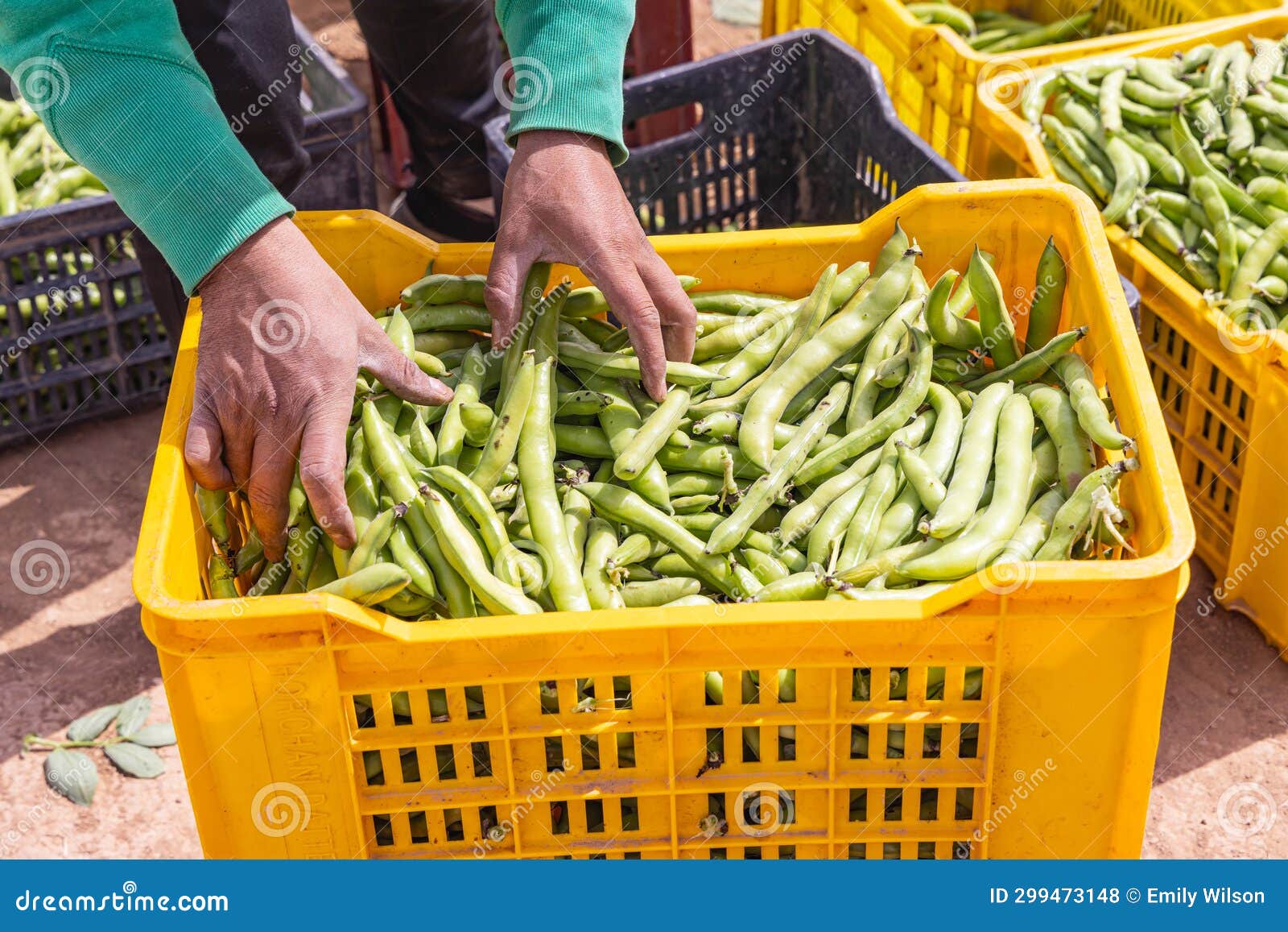 Fresh Bean Pods on a Farm in Tunisia Stock Photo Image of male