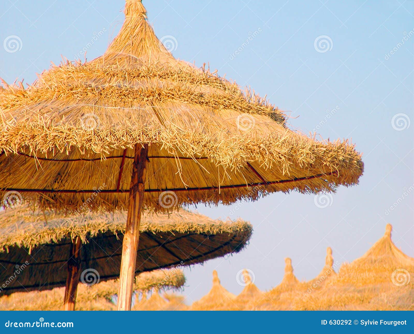 thatch umbrellas, hammamet, tunisia