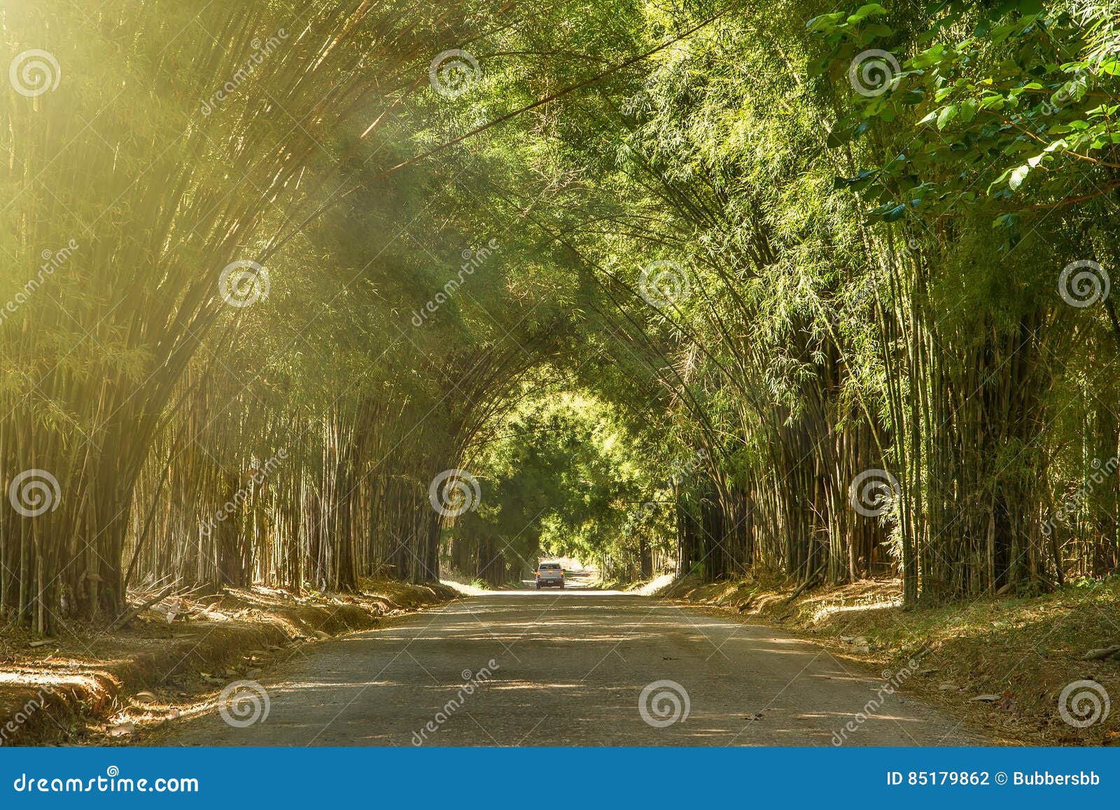 Tunnel Bamboo Trees and Walkway. Stock Photo Image of natural