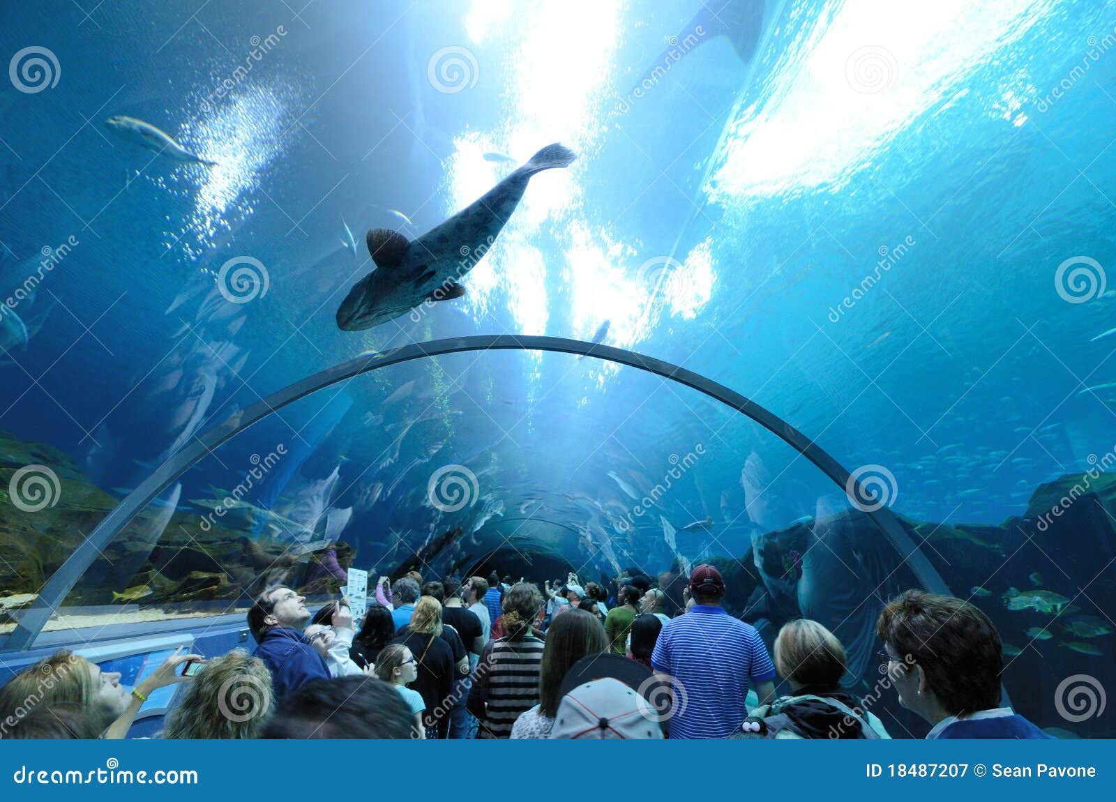 Tunnel d'aquarium de la Géorgie. L'aquarium de la Géorgie, le plus grand aquarium du monde, à Atlanta, la Géorgie.