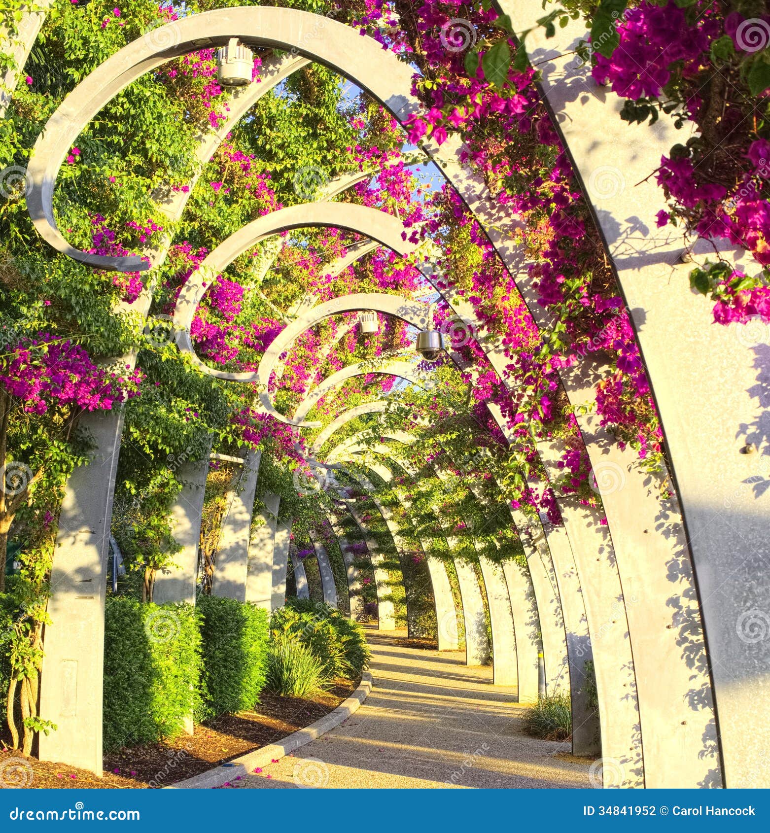 A Tunnel Of Flowers. Stock Photography Image 34841952