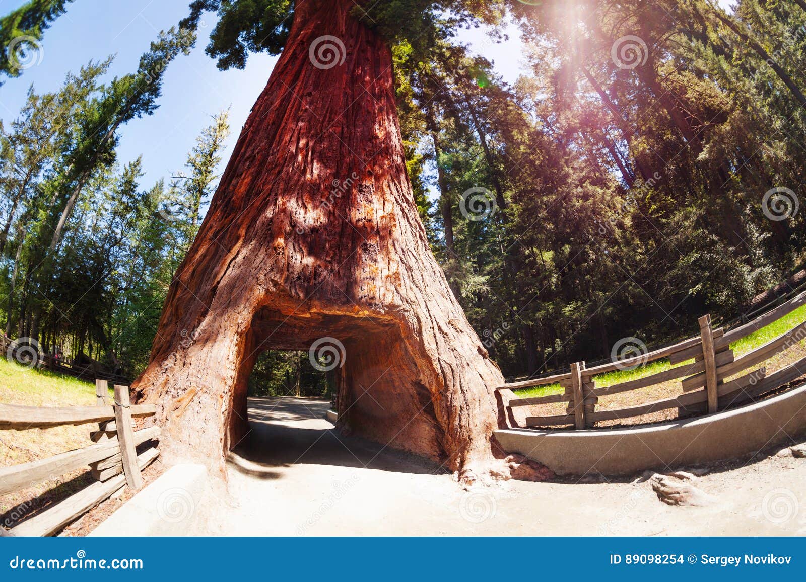 tunnel through sequoia in redwood national park