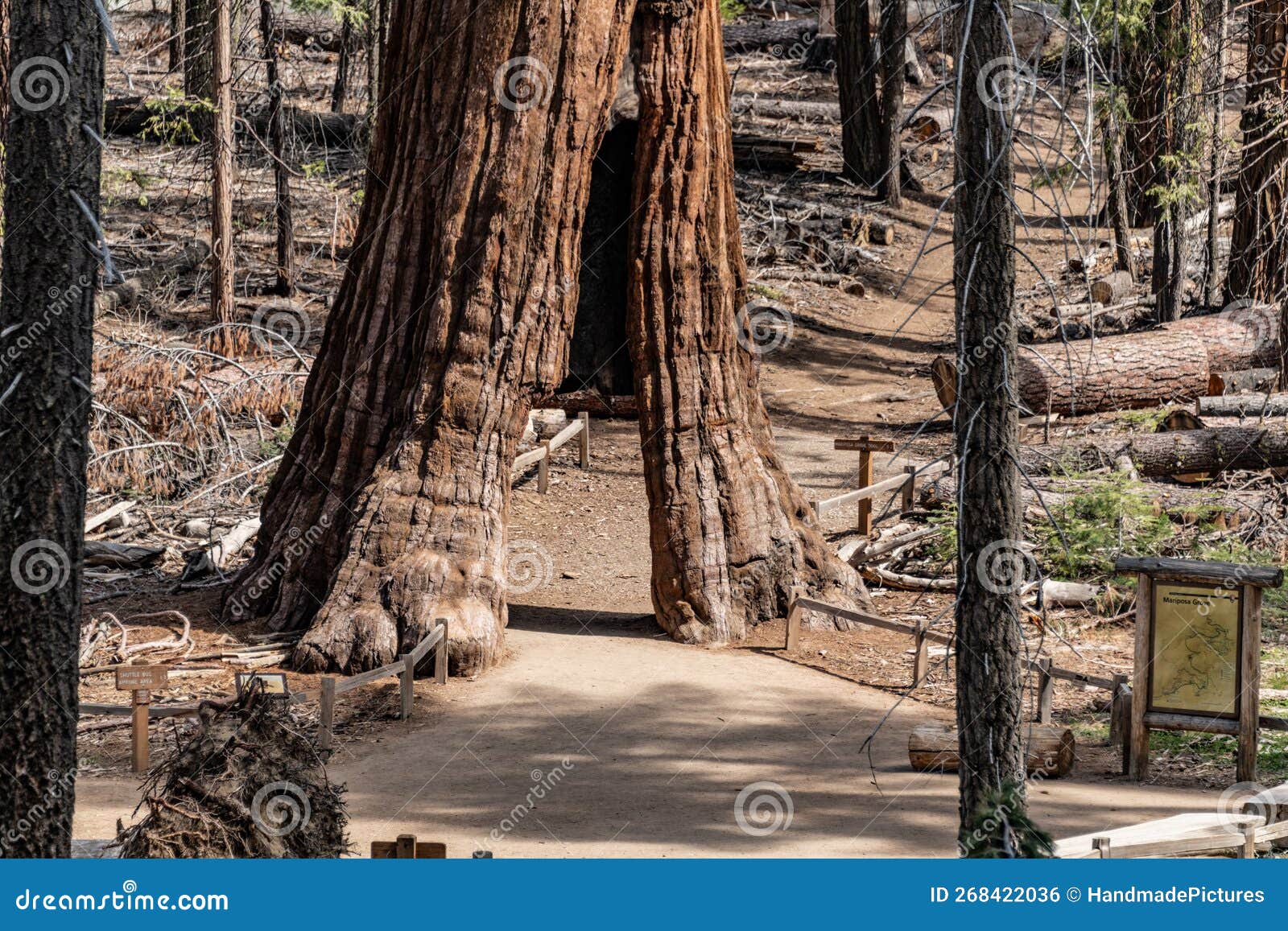 Tunnel Tree Giant Sequoia In Yosemite NP Stock Photo Image Of Scenery how-to-grow-giant-sequoia-from-seed-growing-a-giant-redwood-youtube