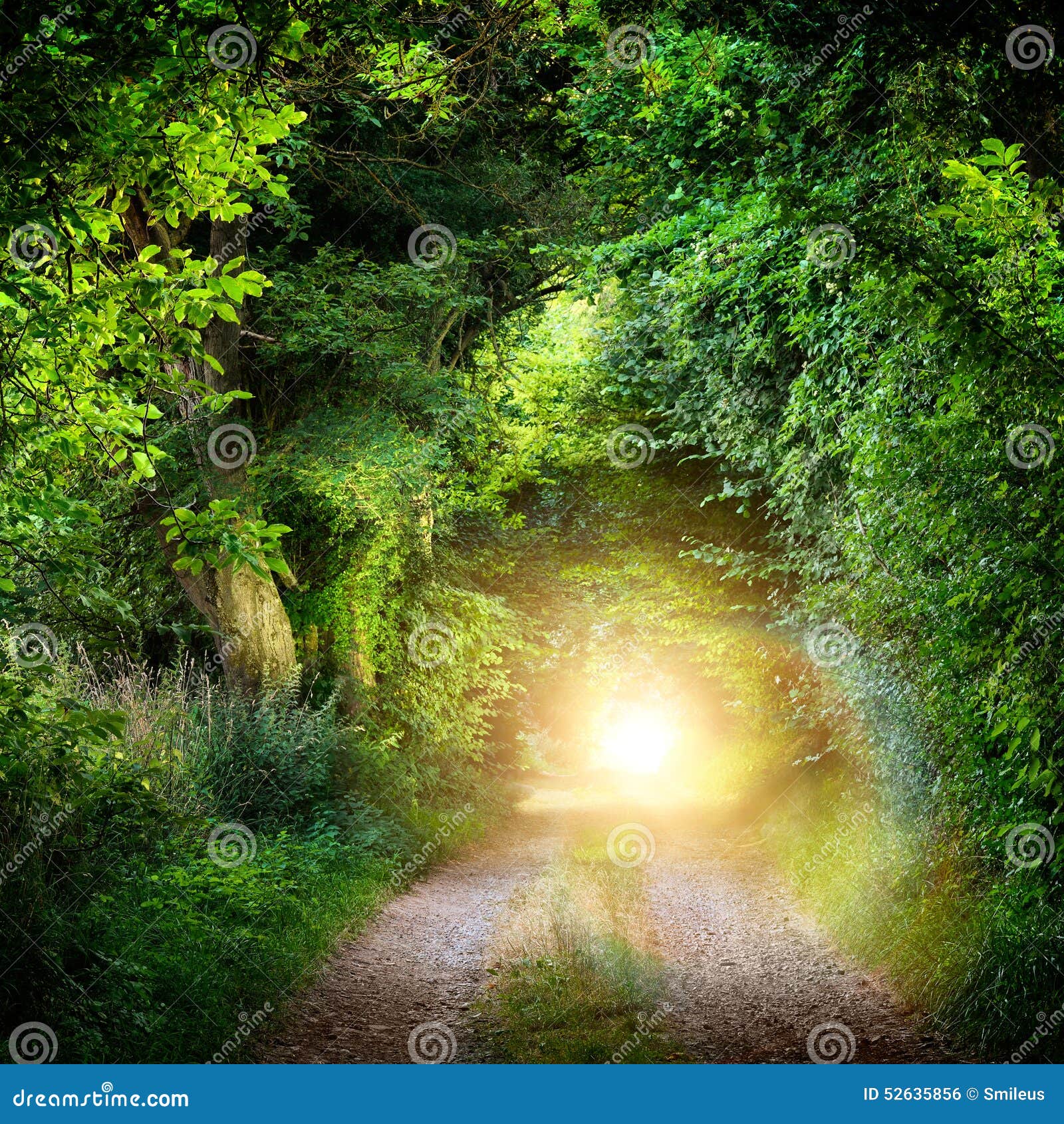 tunnel of trees leading to light