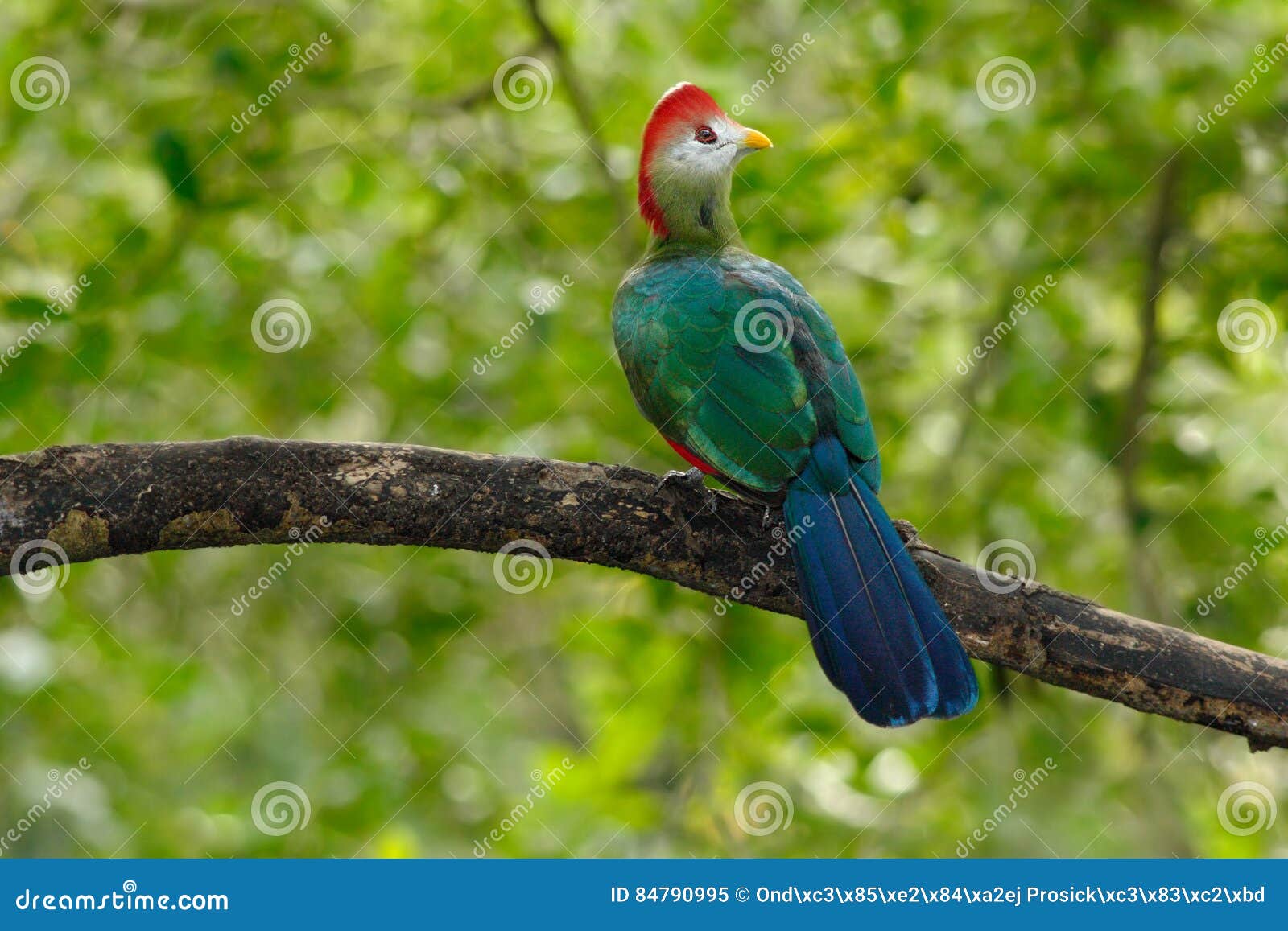 Turaco à Crête Rouge Erythrolophus De Tauraco Oiseau Vert