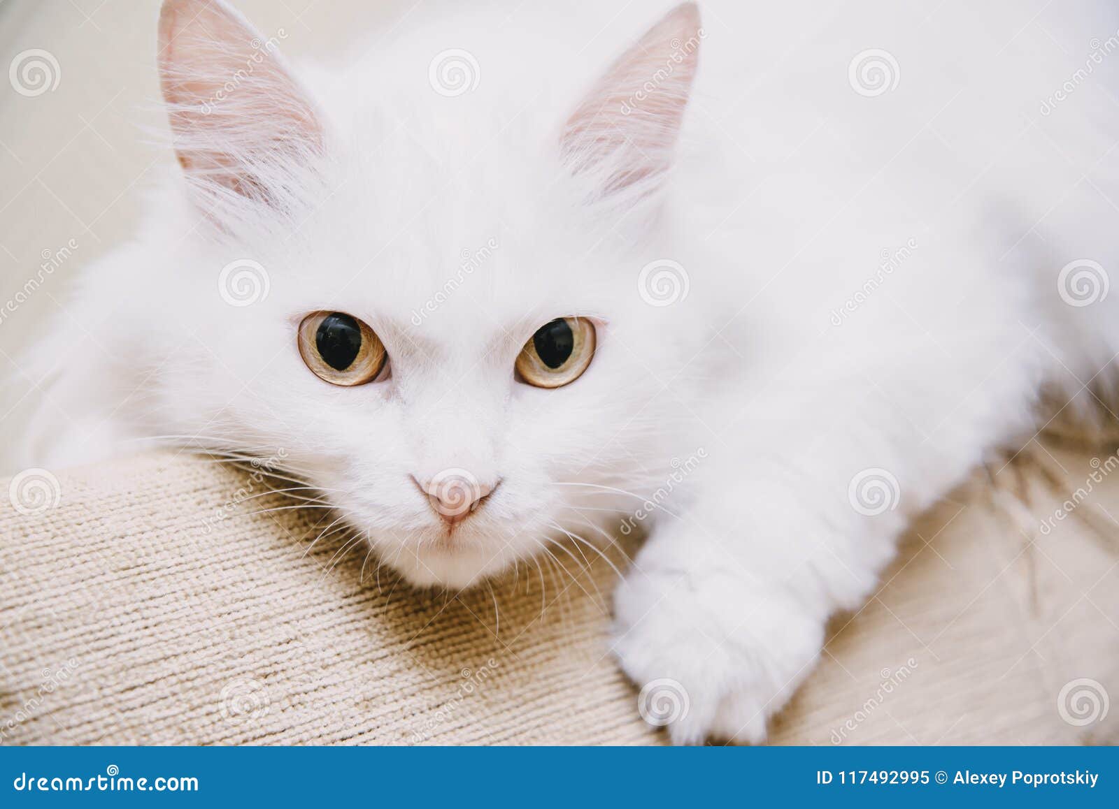 Turc Mignon Van Cat Image Stock Image Du Closeup Sofa