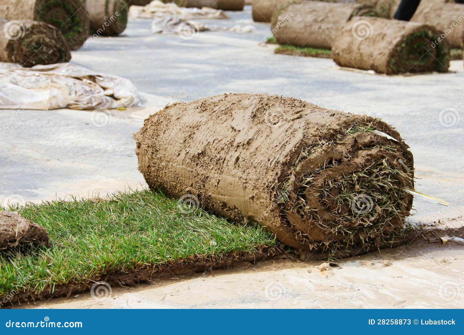 Turf grass rolls stock image. Image of line, healthy 28258873