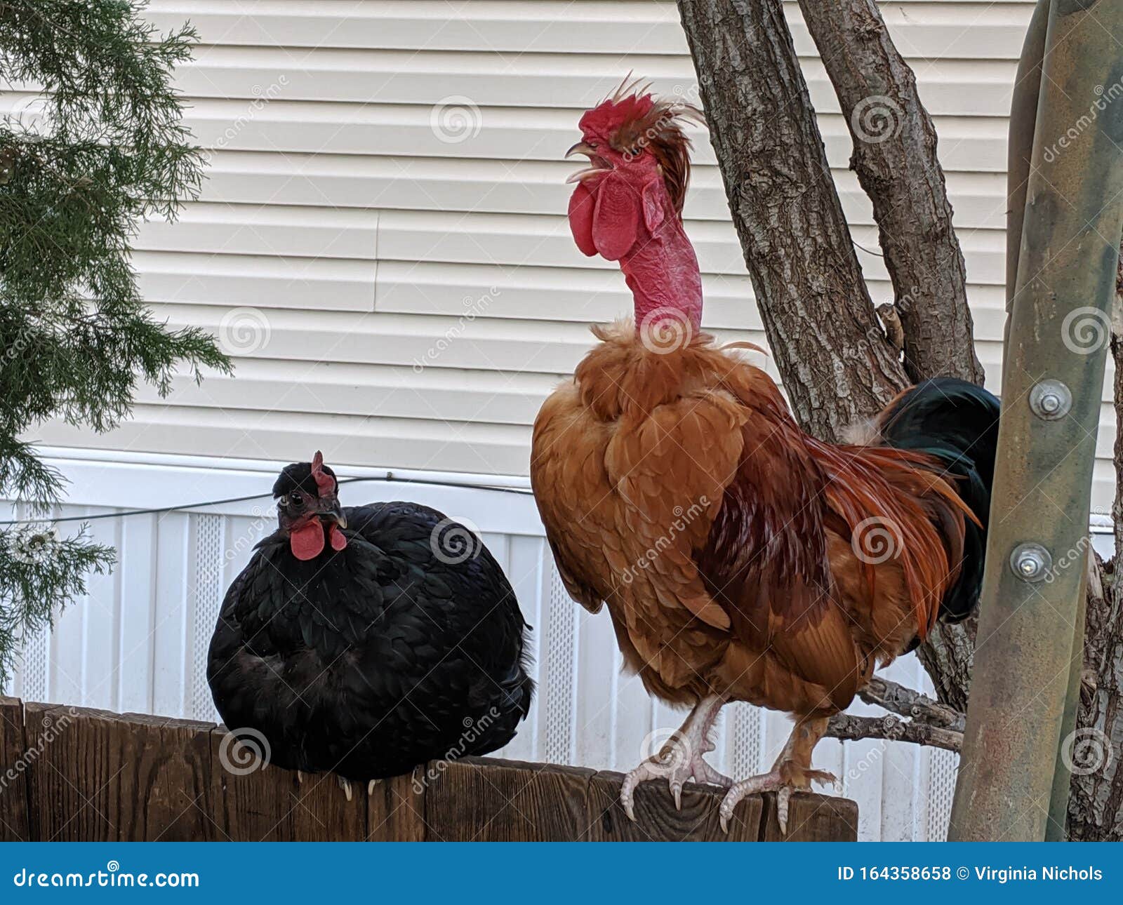 Turken stock photo. Image of turken, crow, chicken, neck 164358658