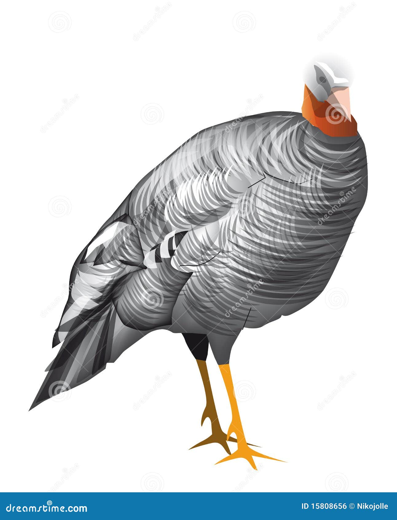 Turkey Stock Vector Illustration Of Feather Farm Bird 15808656