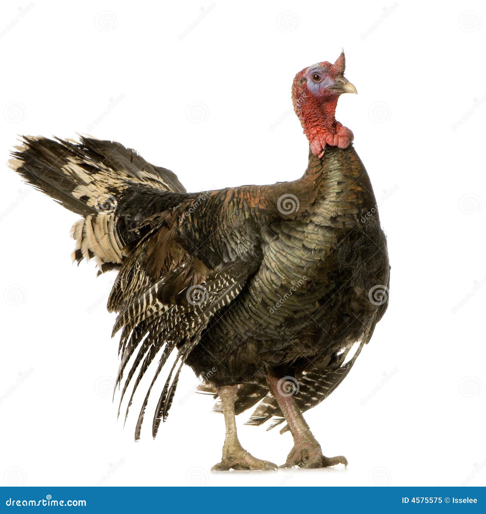 Turkey stock image. Image of studio, wrinkle, livestock 4575575