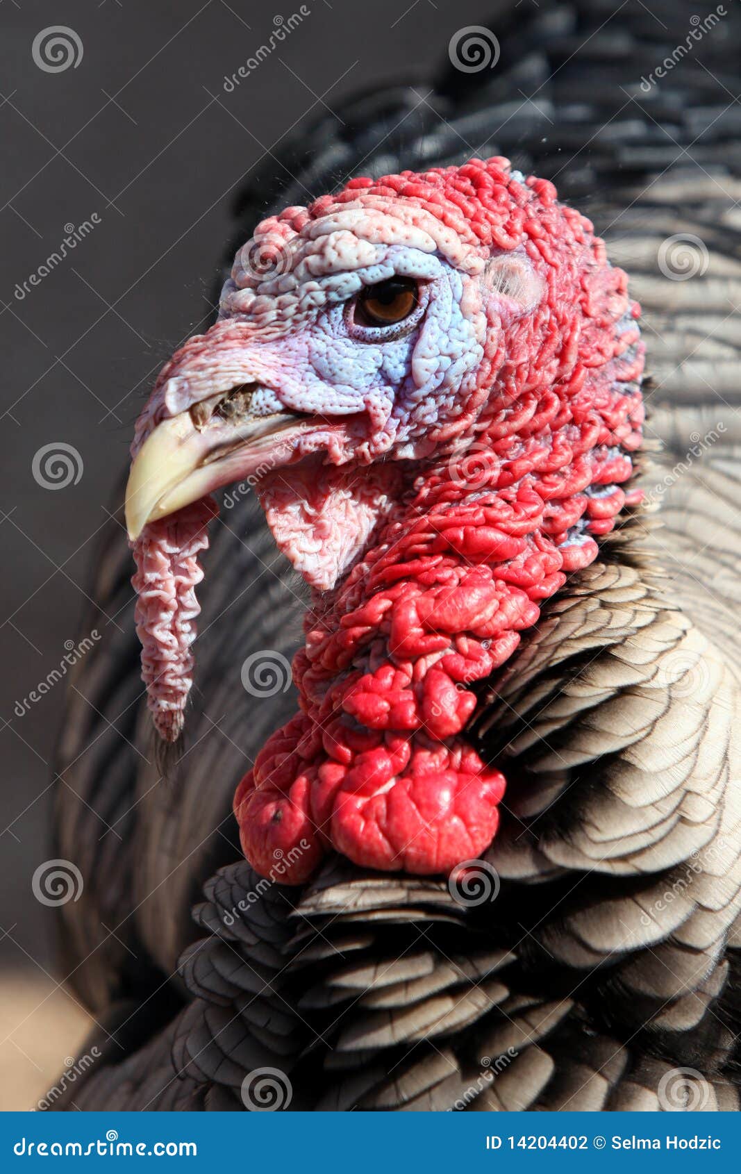 Turkey animal stock photo. Image of birds, bird, wrinkled 14204402
