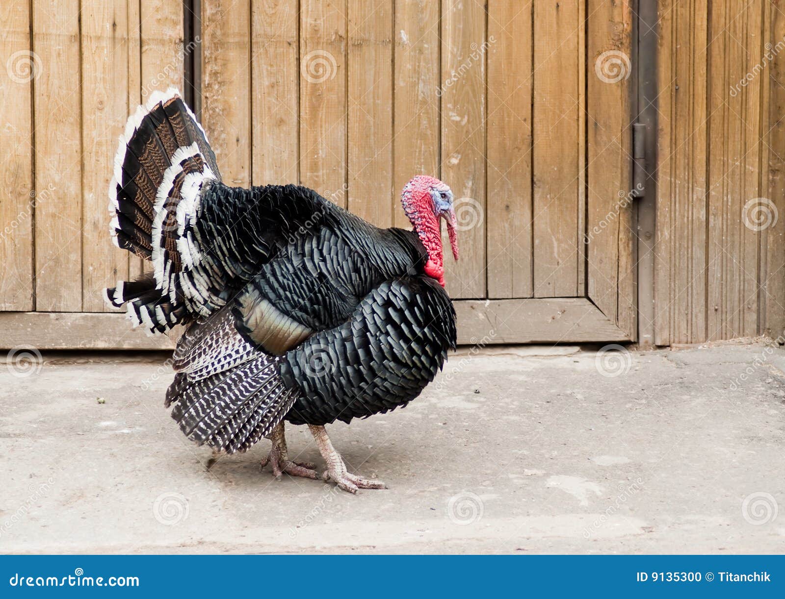 Turkey animal farm stock photo. Image of barnyard, beak 9135300
