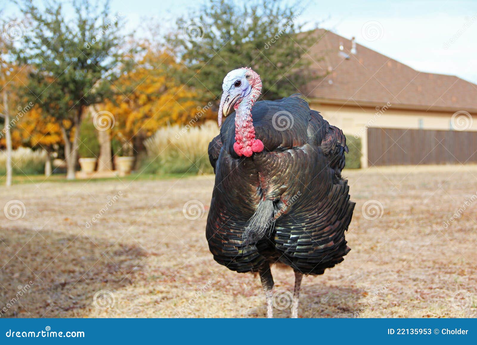 Turkey bird stock image. Image of stands, closeup, plumage 22135953