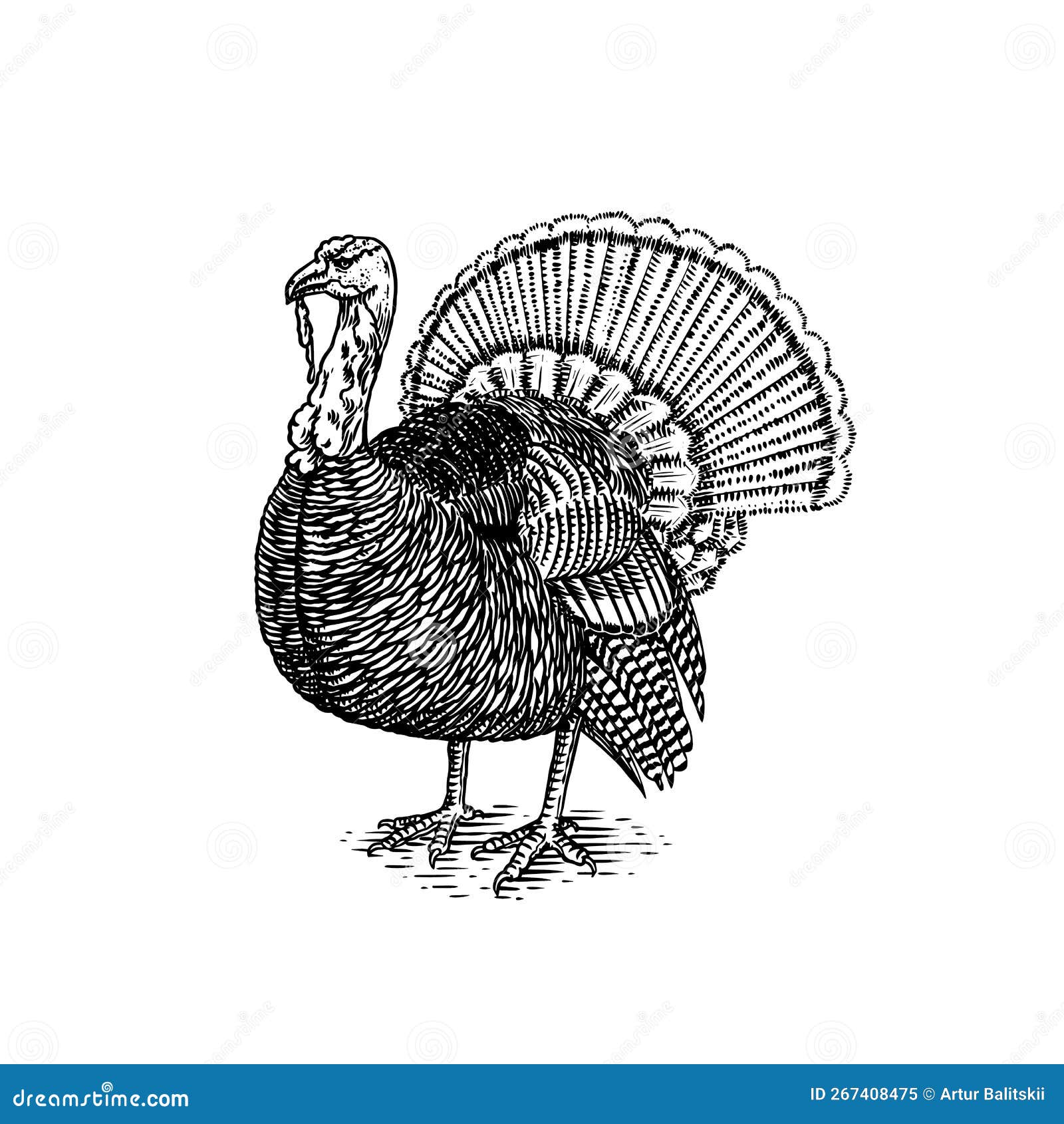 How To Draw A Turkey in 6 Easy Steps  AZ Animals