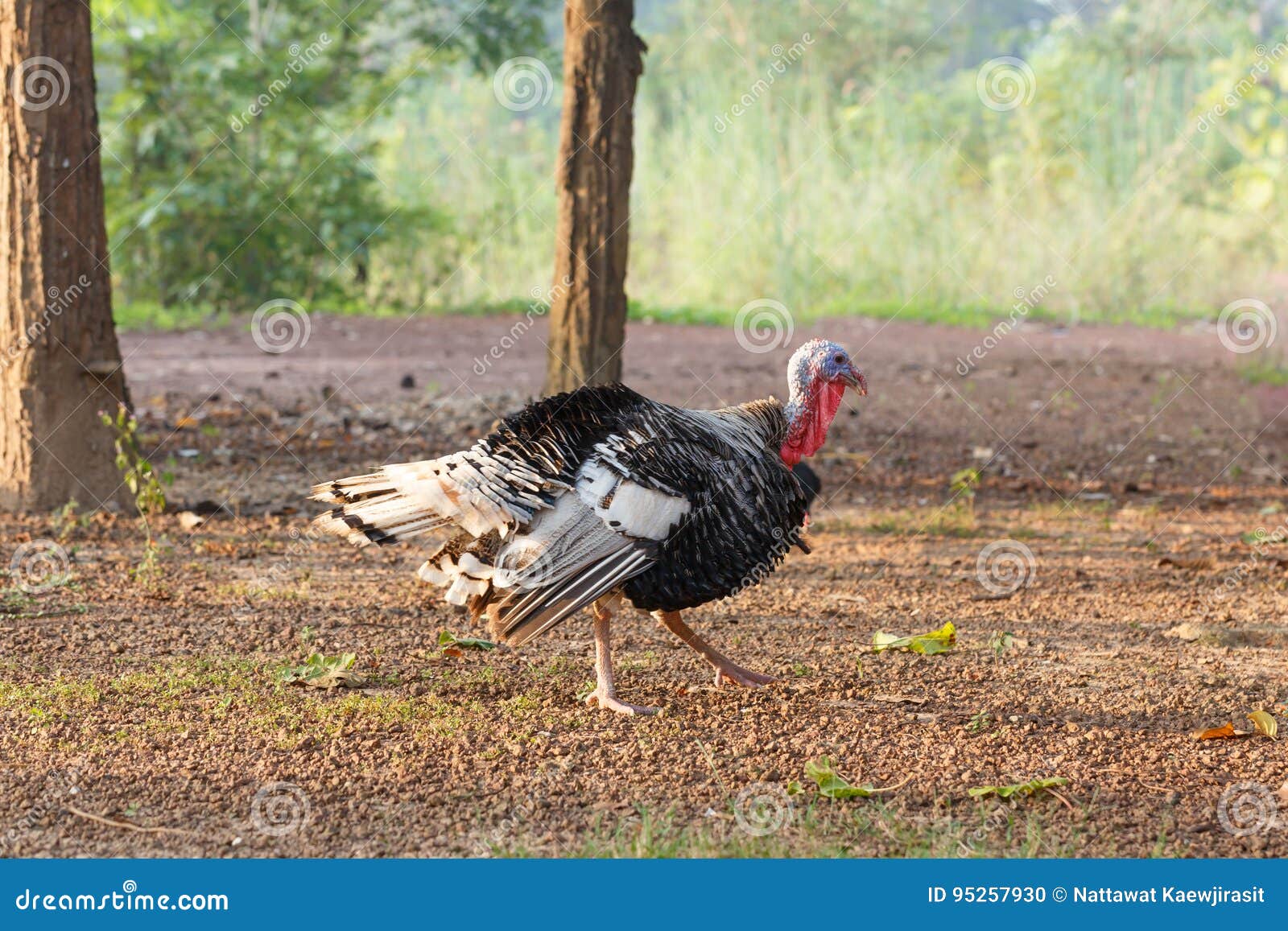 Turkey Bird Walk in the Morning Bright Stock Photo Image of morning