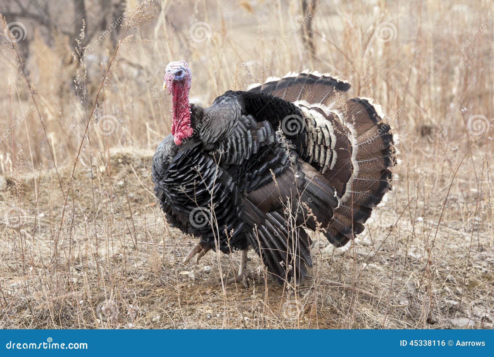 Turkey, black feathers stock photo. Image of black, poultry 45338116