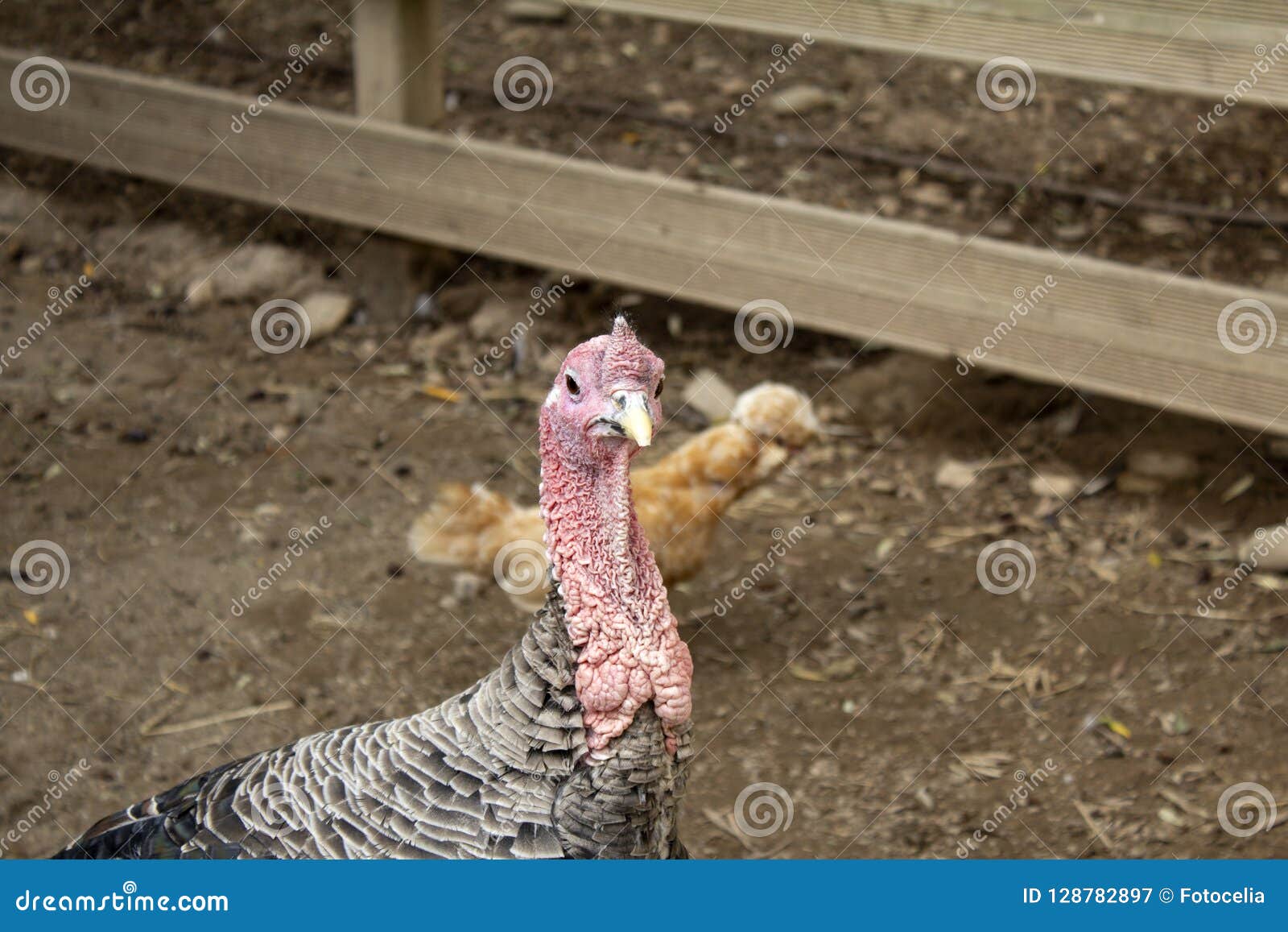 Turkey with black feathers stock image. Image of iridescent 128782897
